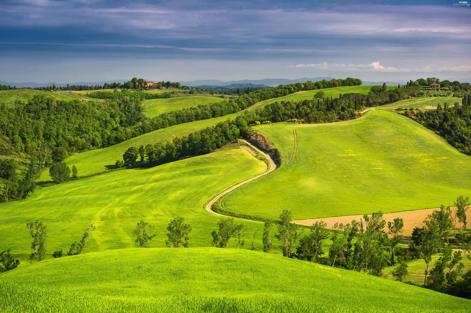 Tuscany, Italy, medows, woods, Way