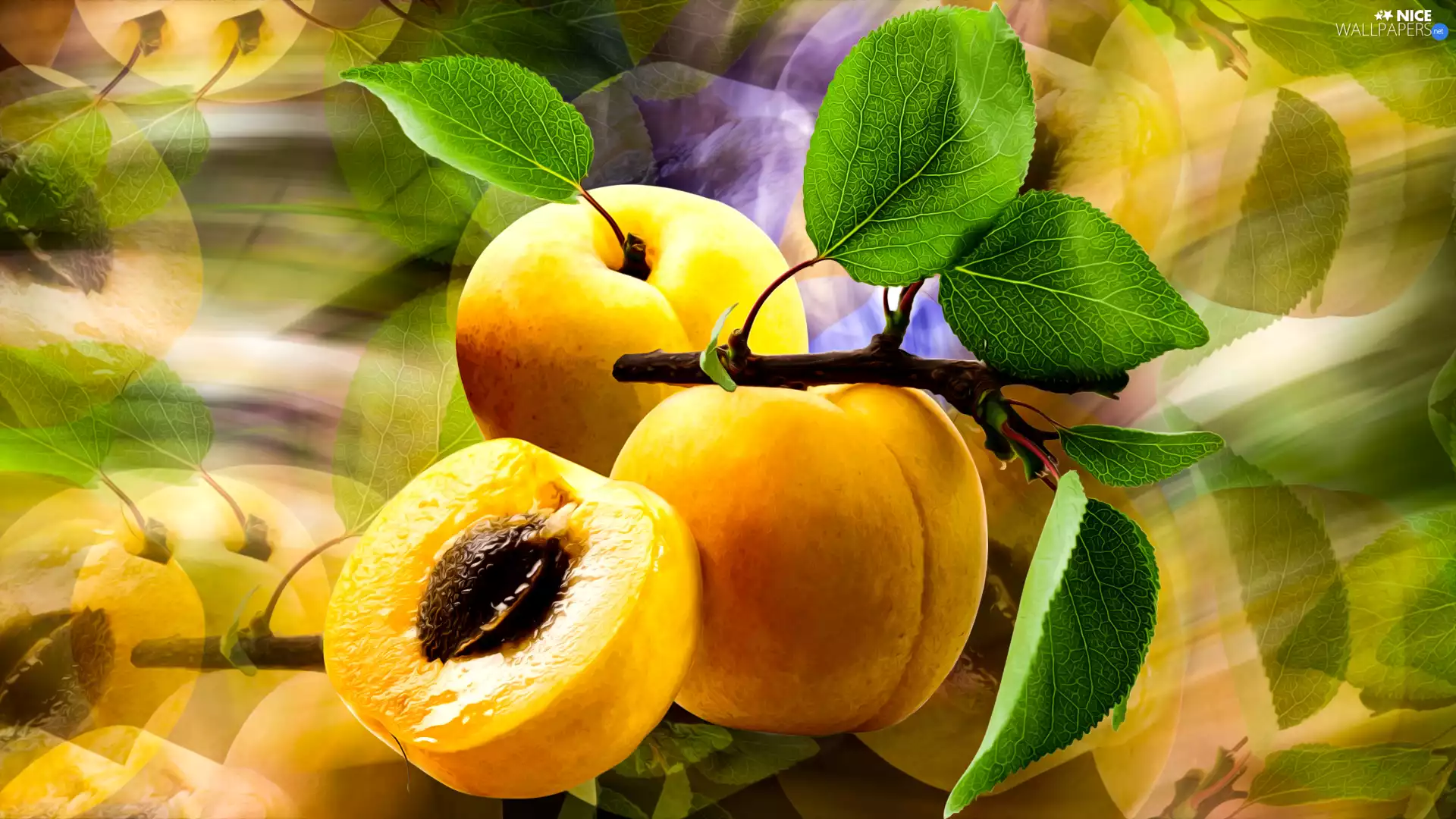 apricots, leaves, graphics, twig