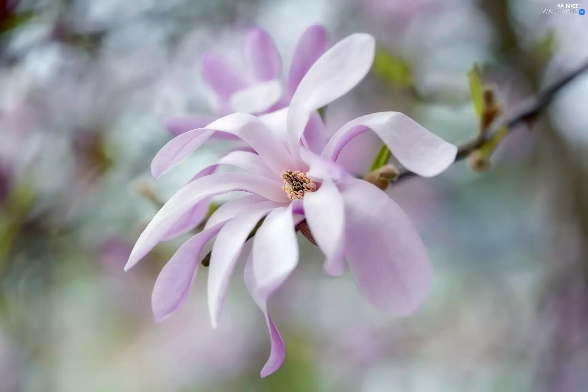 Magnolia, blurry background, Pale pink, Colourfull Flowers, twig