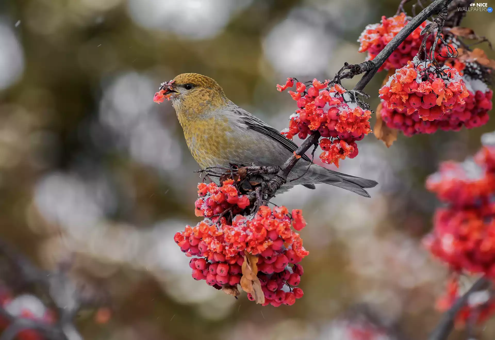 Bird, Fruits, Plant, twig