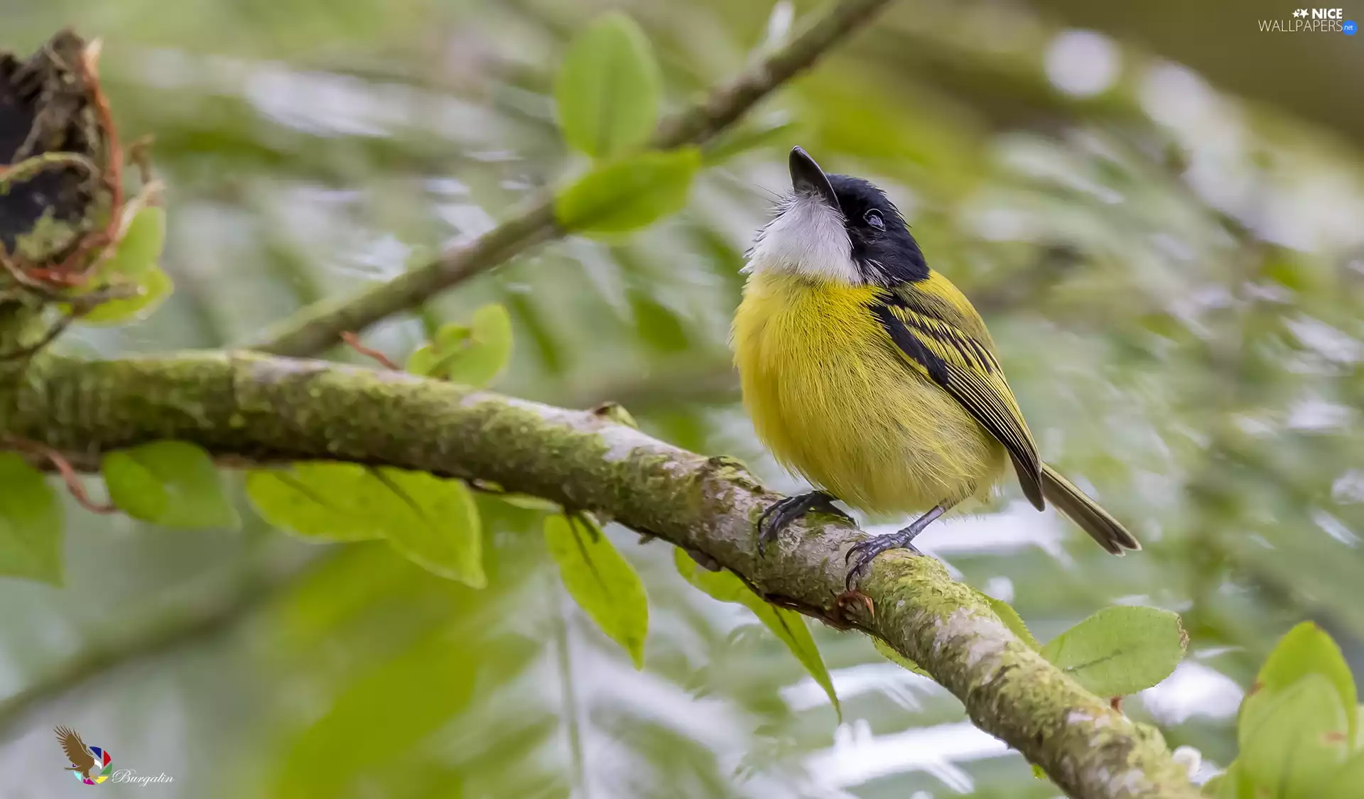 black and yellow, twig, Leaf, Bird