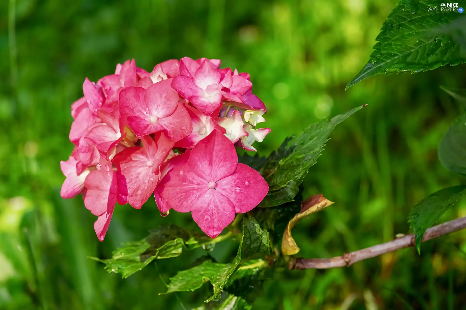 blurry background, hydrangeas, twig