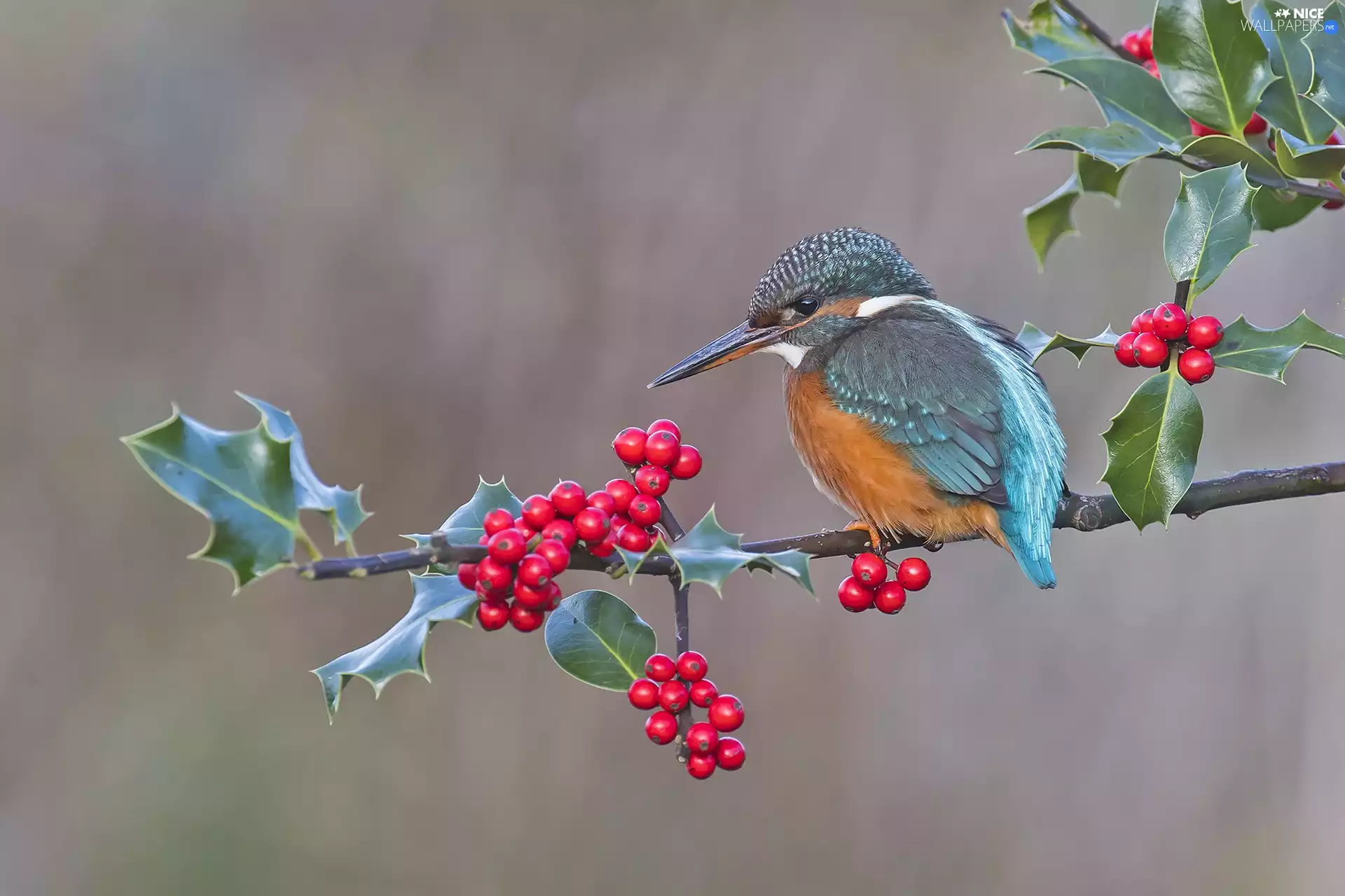Common Holly, kingfisher, twig