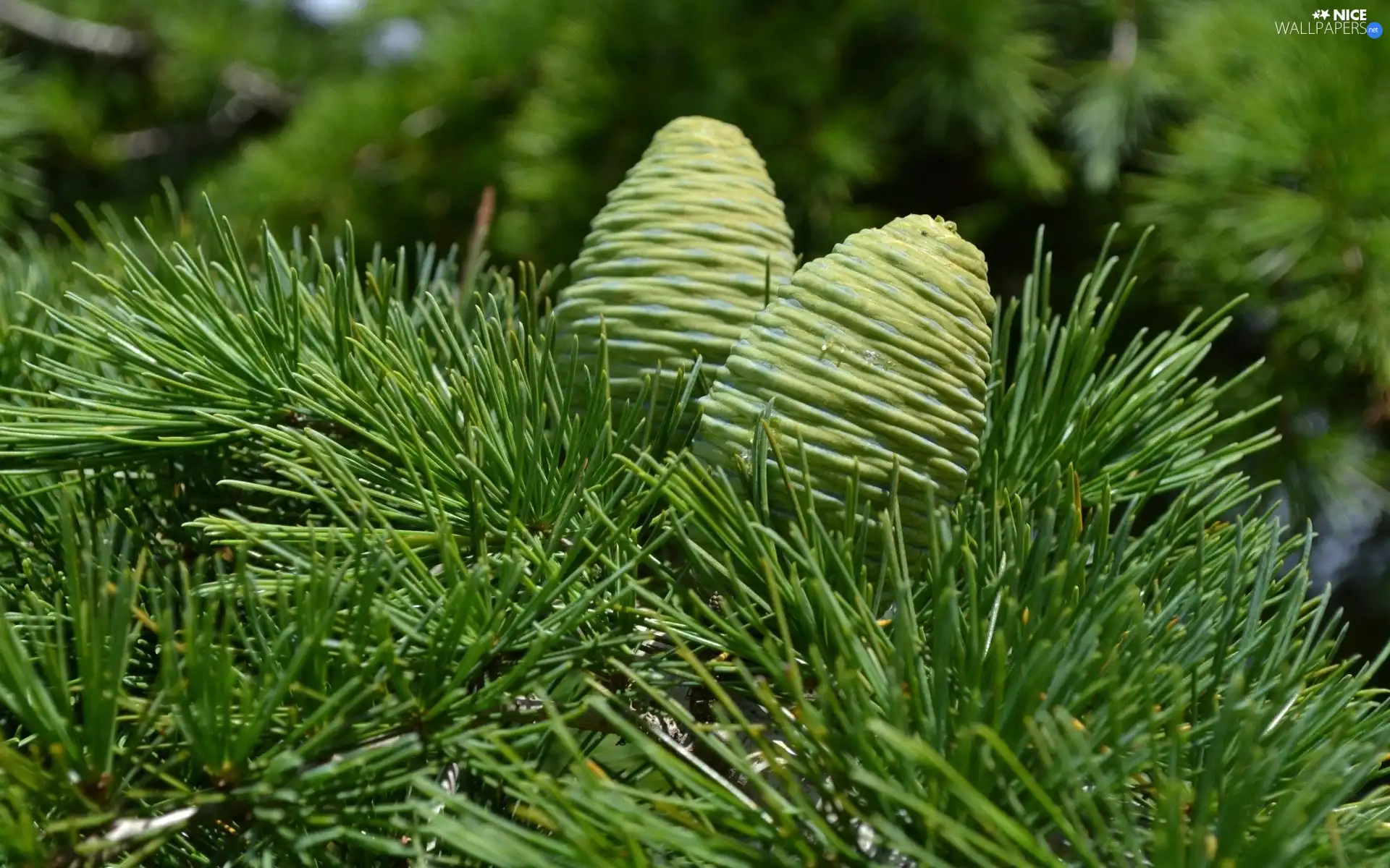 cones, twig