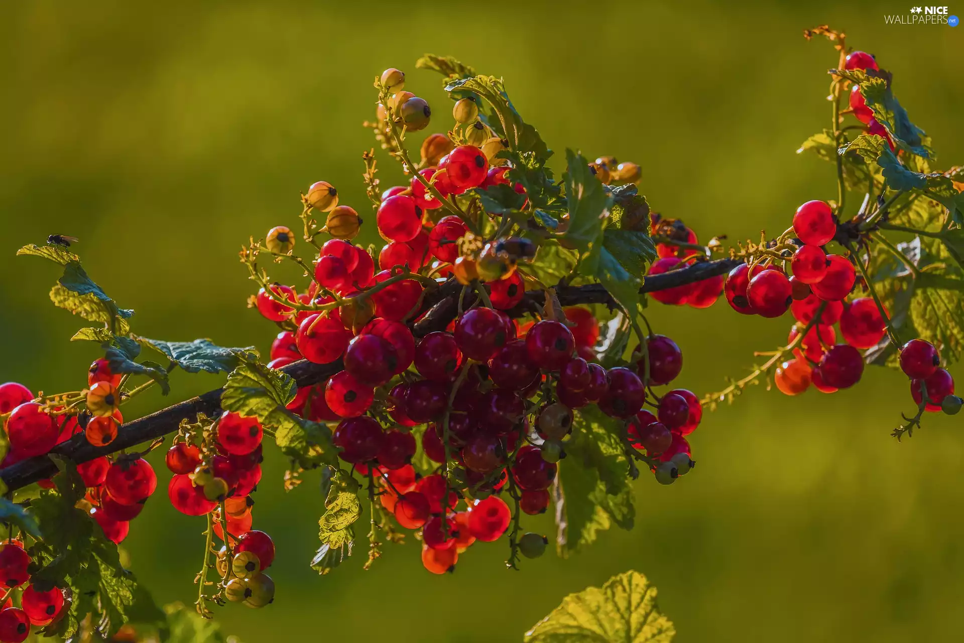 twig, Fruits, currants