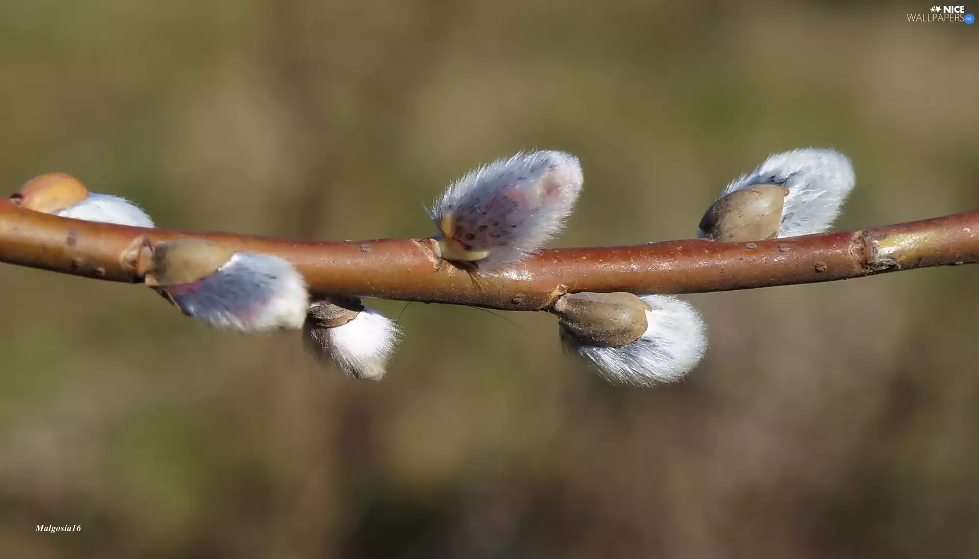 twig, Willow, database