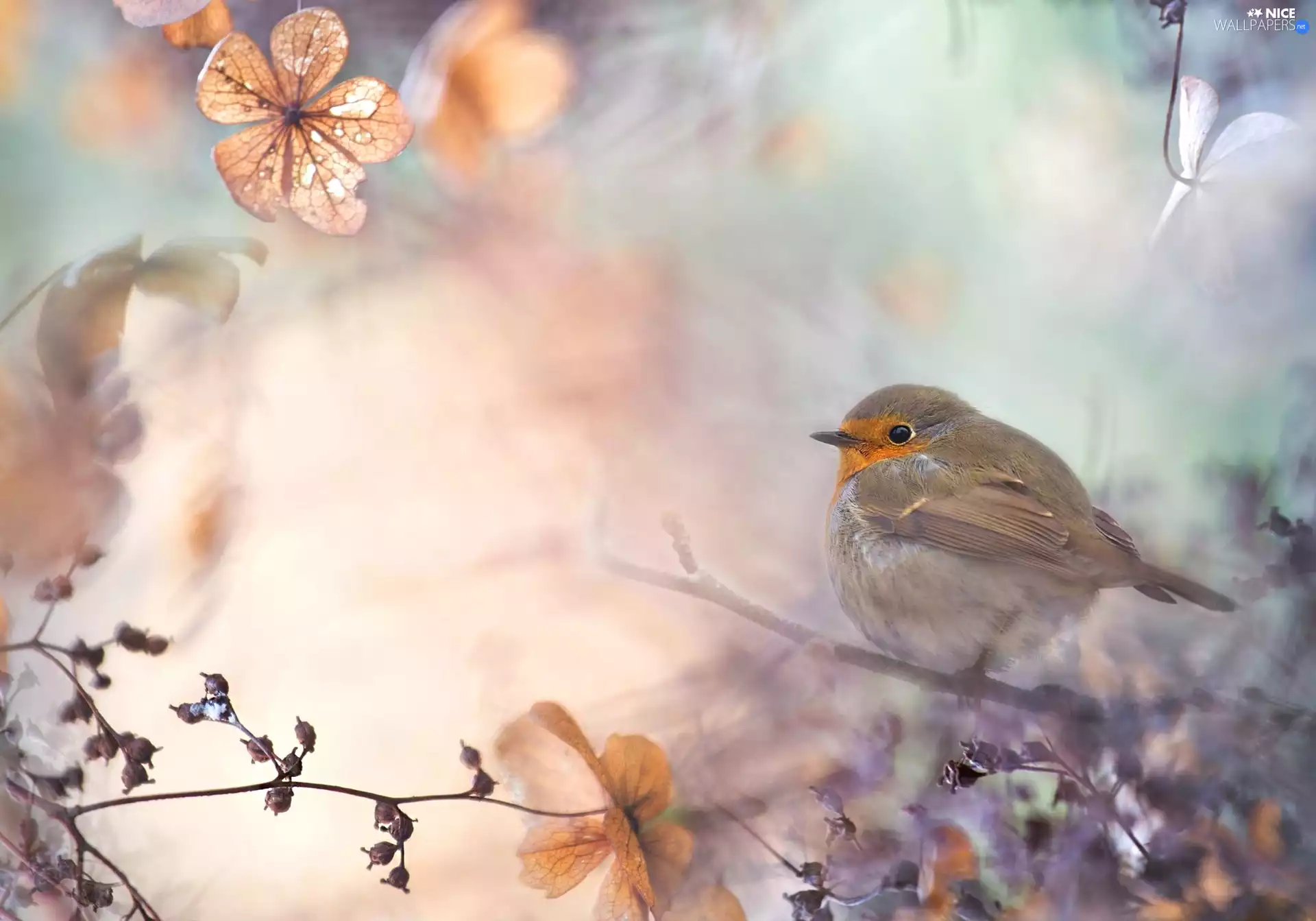 ligh, Bird, flash, twig, robin, sun, luminosity