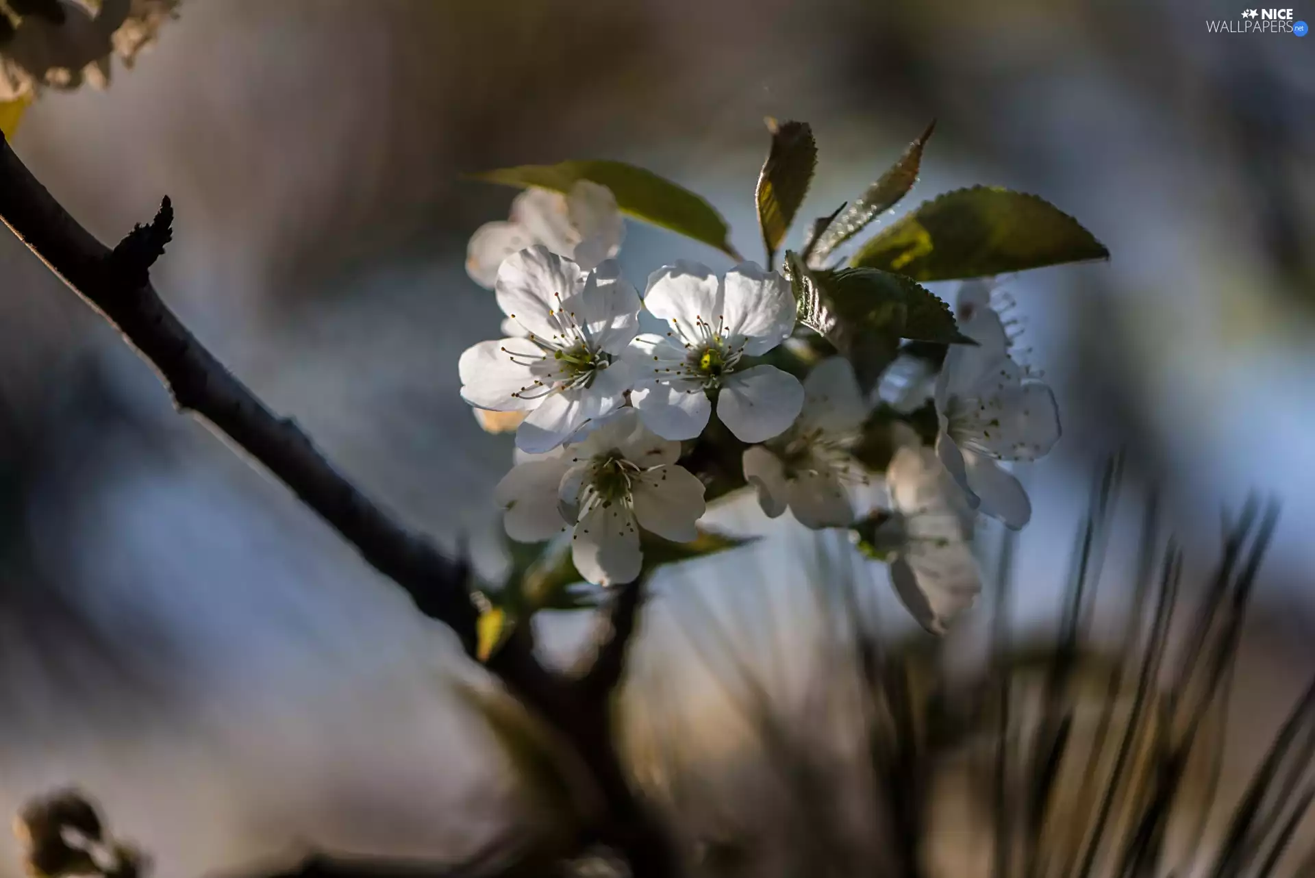 twig, Fruit Tree, luminosity, ligh, flash, Flowers, White, sun