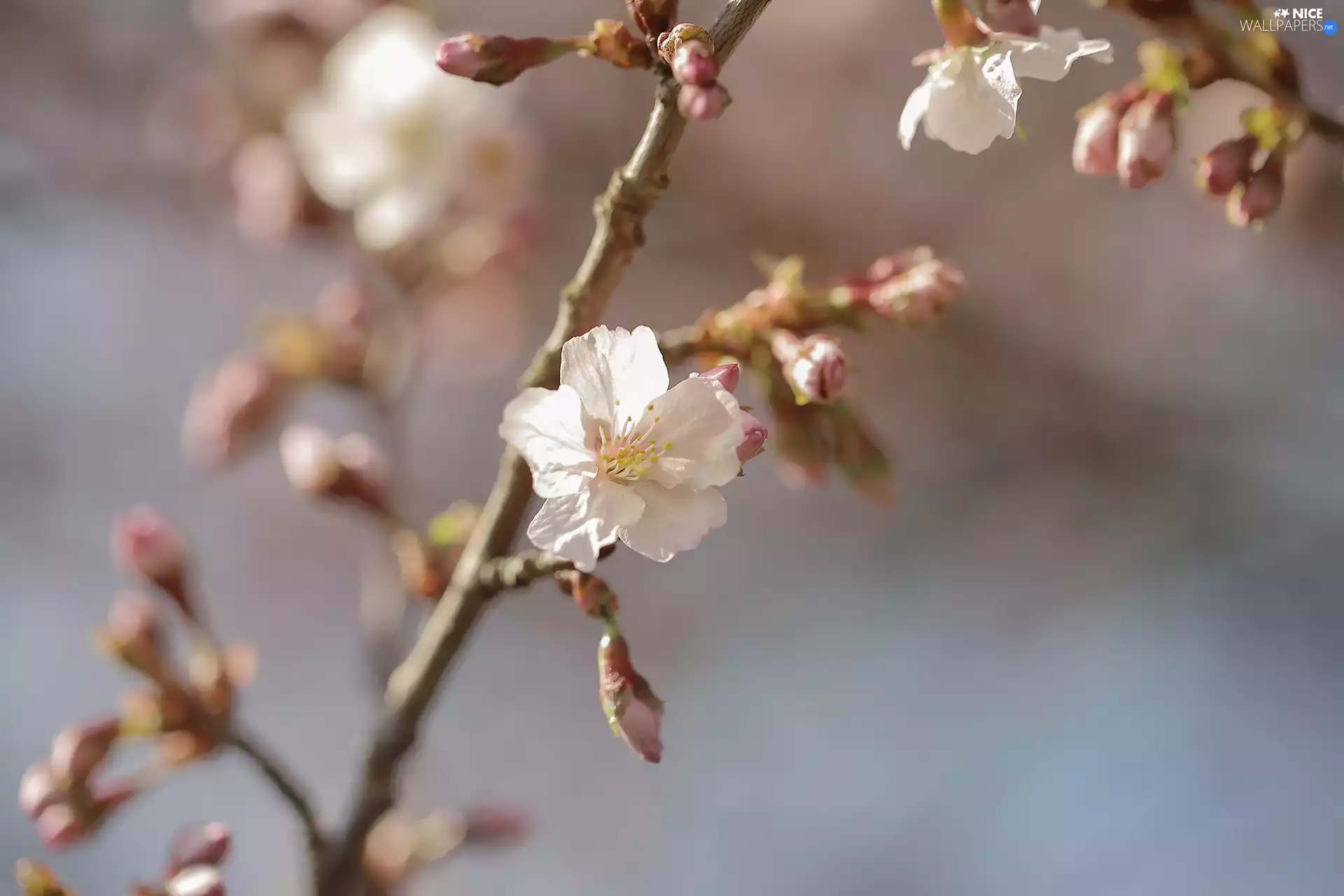 Pink, Fruit Tree, twig, Colourfull Flowers
