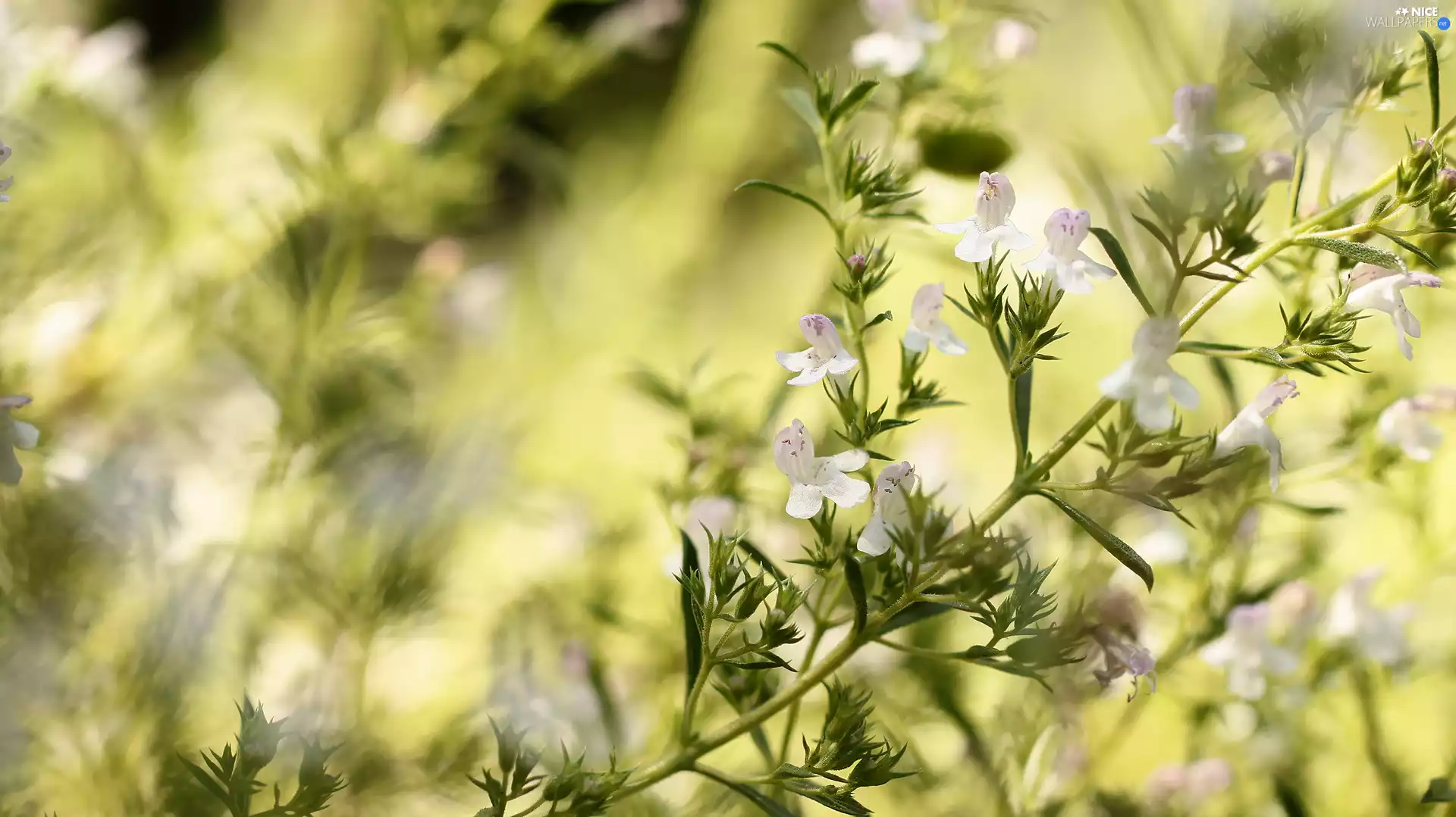 twig, White, Flowers