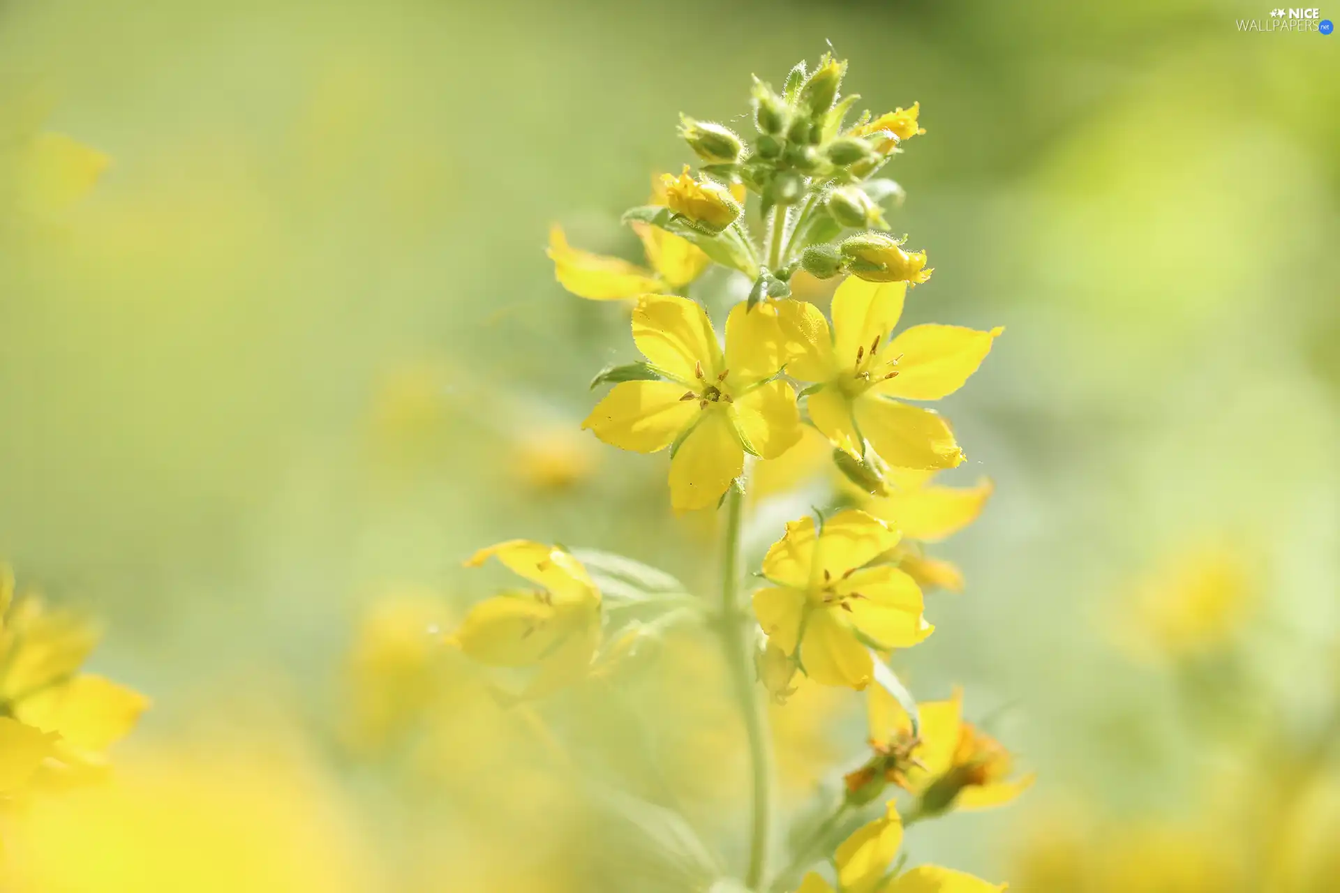 twig, Yellow, Flowers