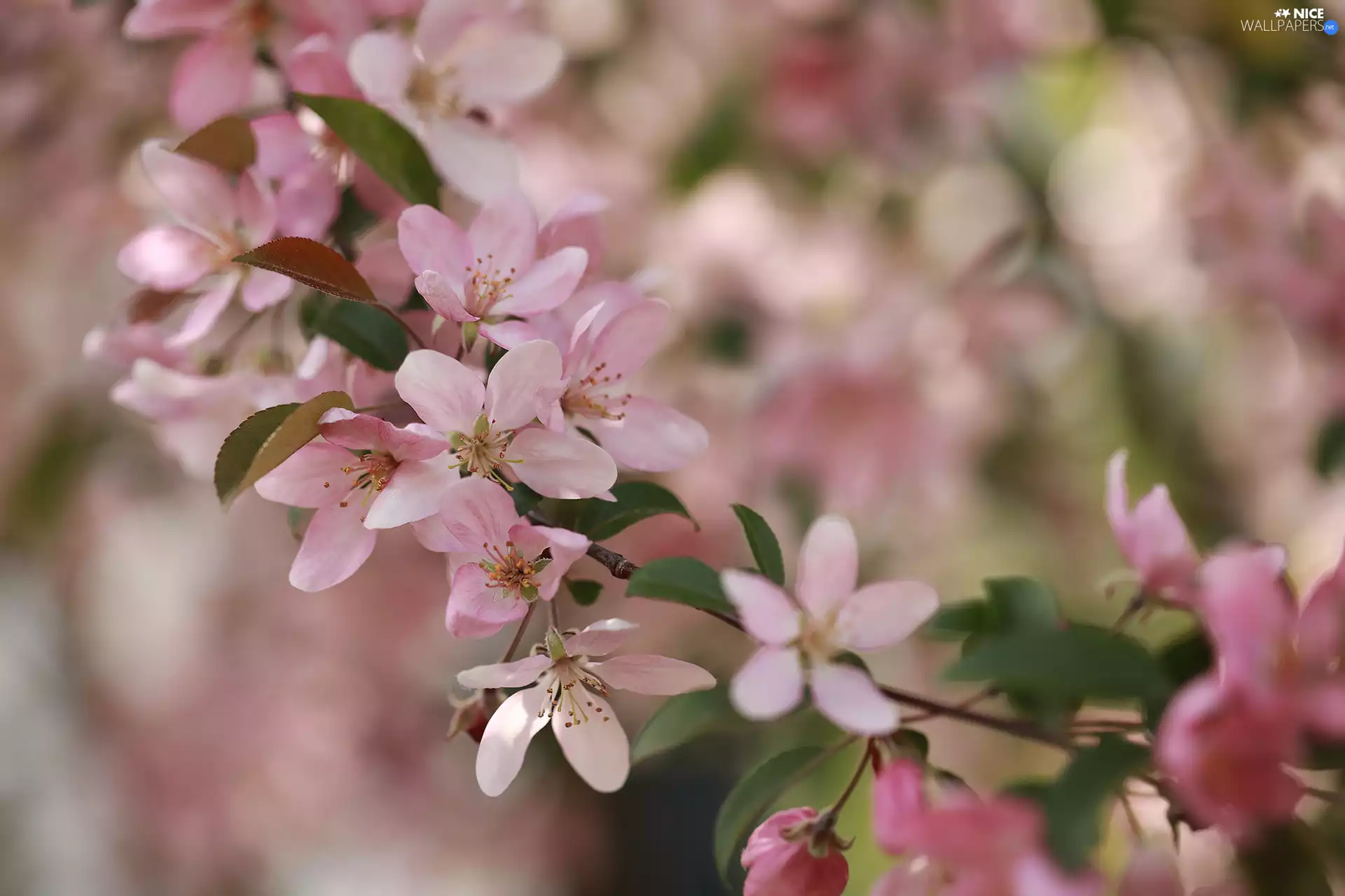Flowers, Fruit Tree, twig, Pink, flowery