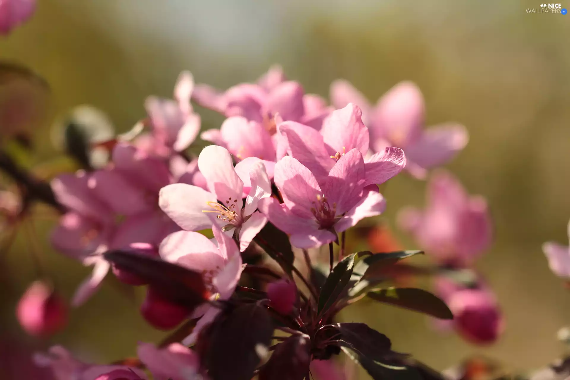 Pink, twig, Fruit Tree, Flowers