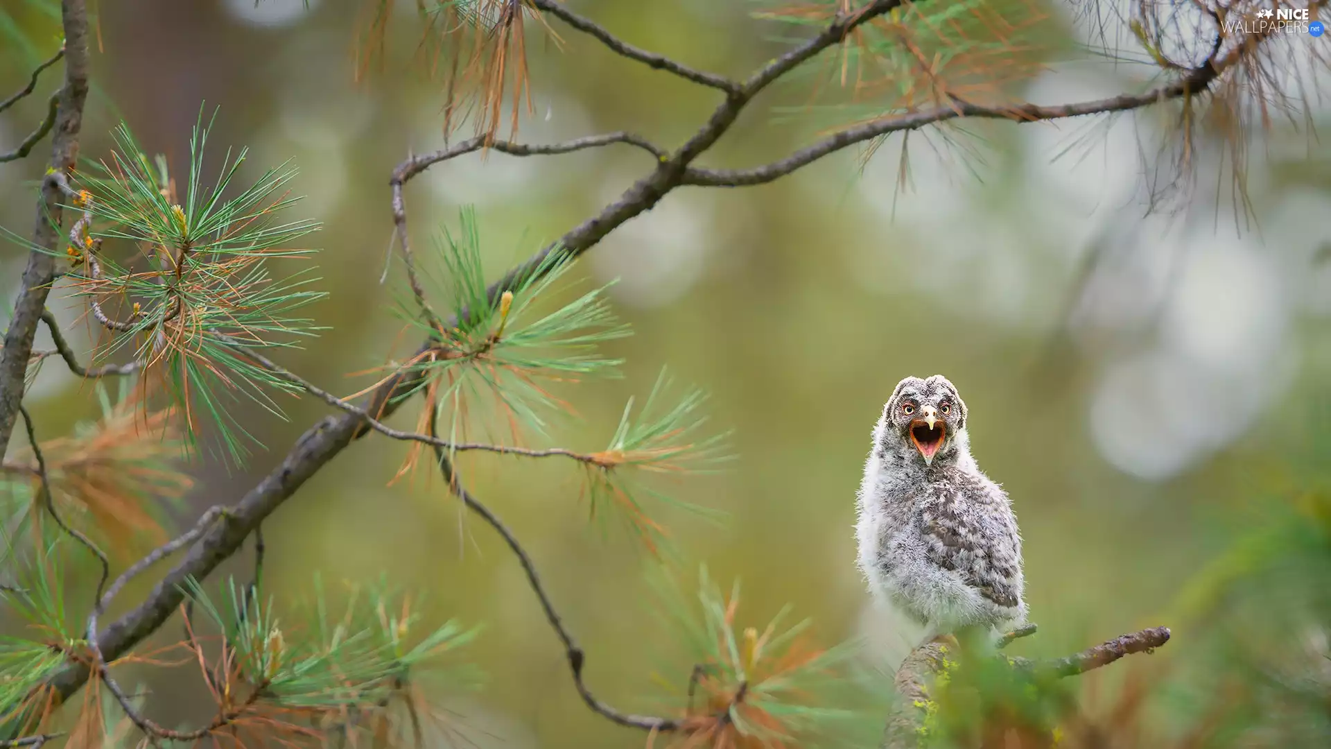 twig, pine, young, Tawny owl great gray owl, owl