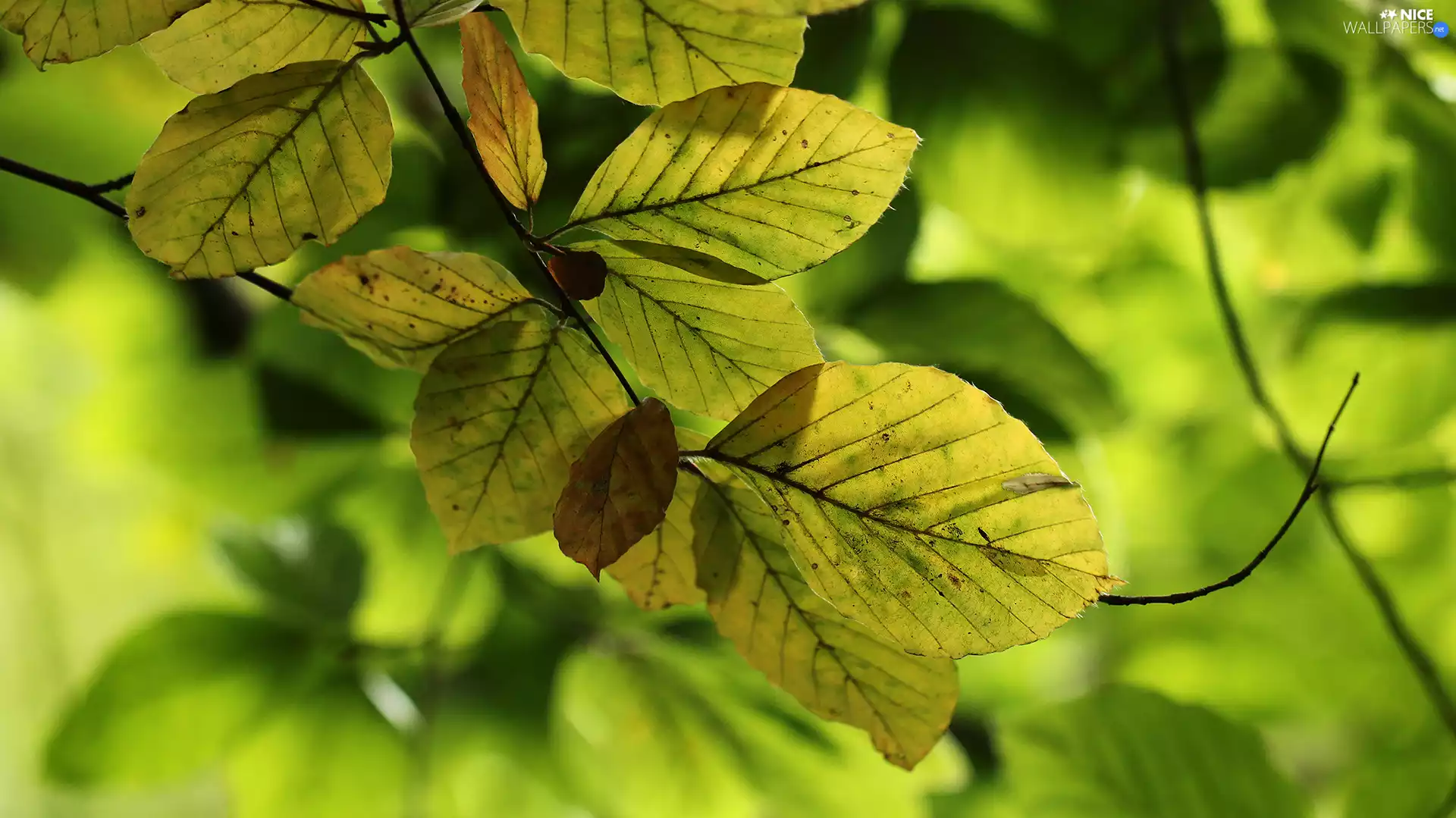 Green Background, Leaf, twig