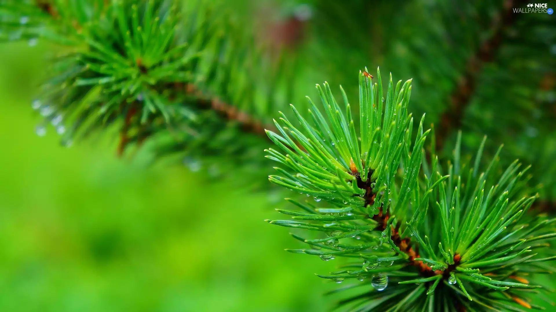 Green, conifer, pine, twig