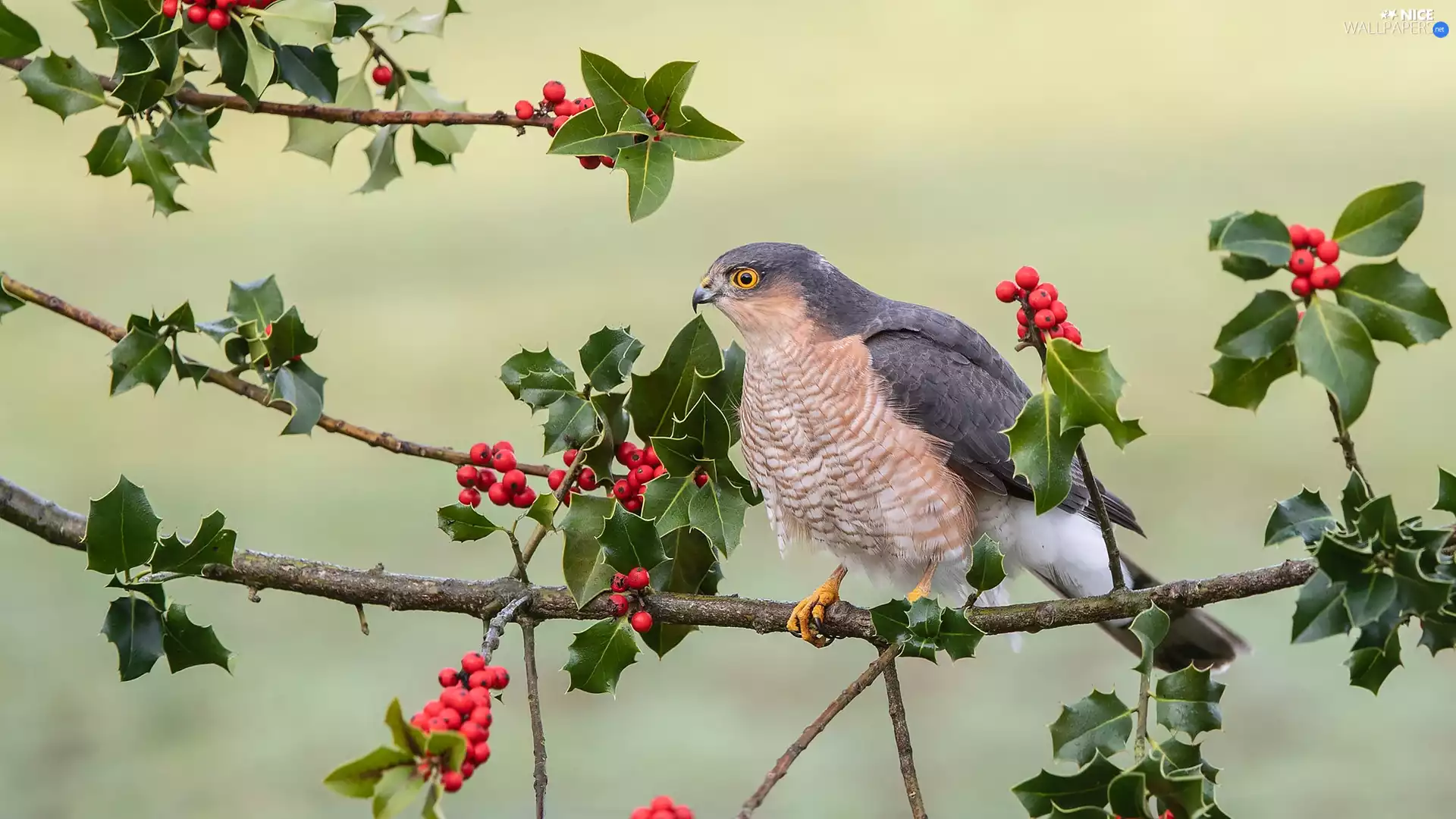 Bird, twig, holly, sparrow hawk