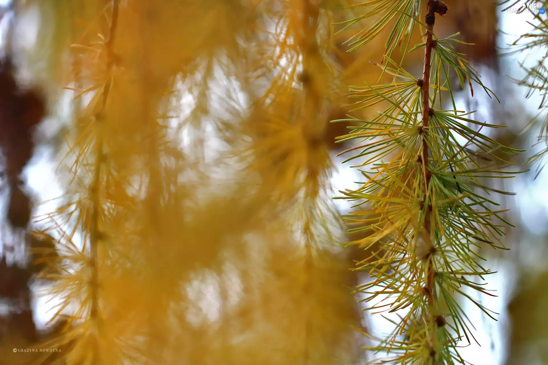 larch, Yellow, needle, twig