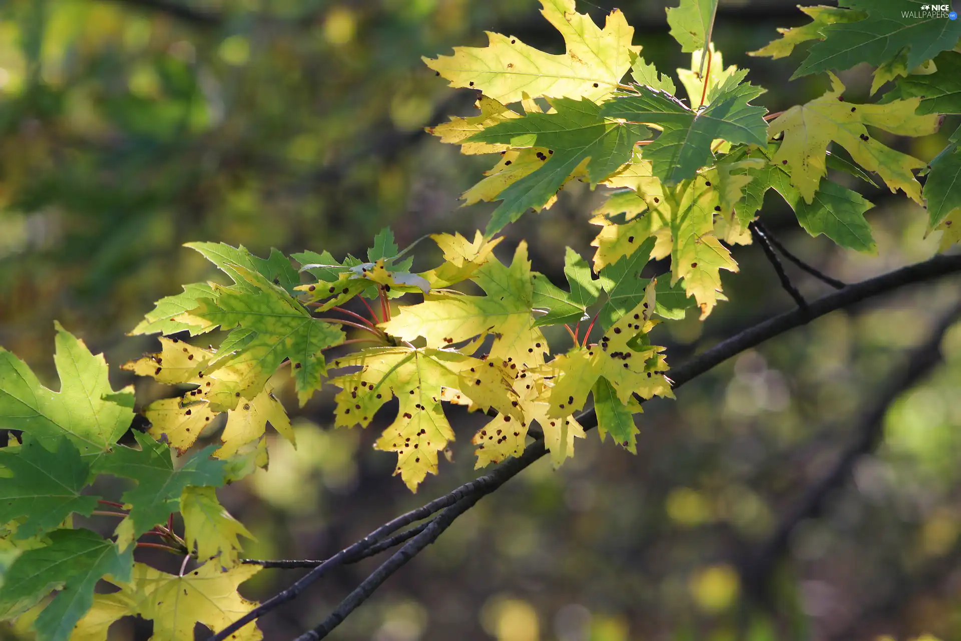 rapprochement, blurry background, twig, Leaf, maple