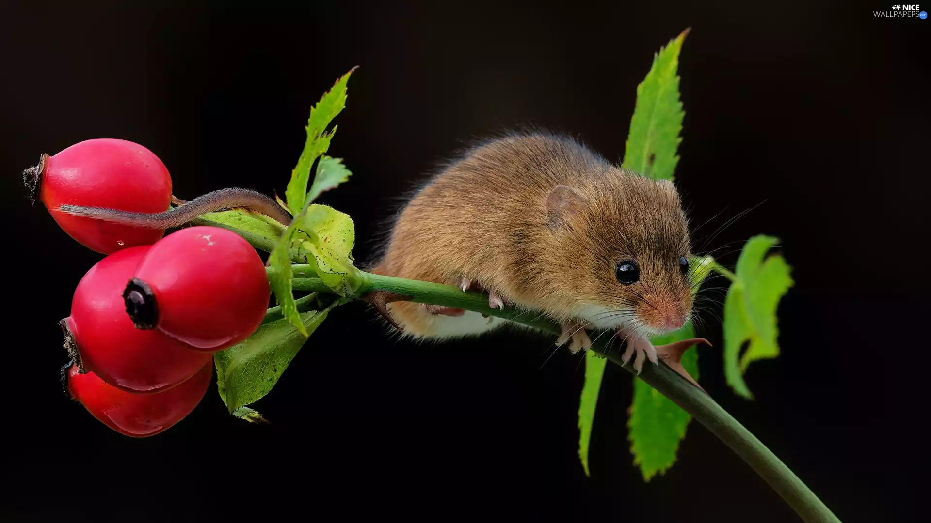 mouse, Briar, Fruits, twig