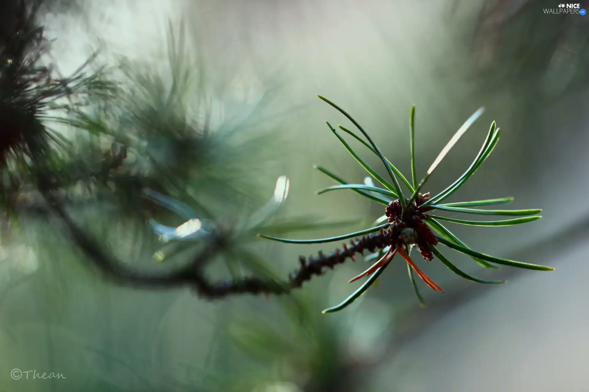 twig, pine, needle