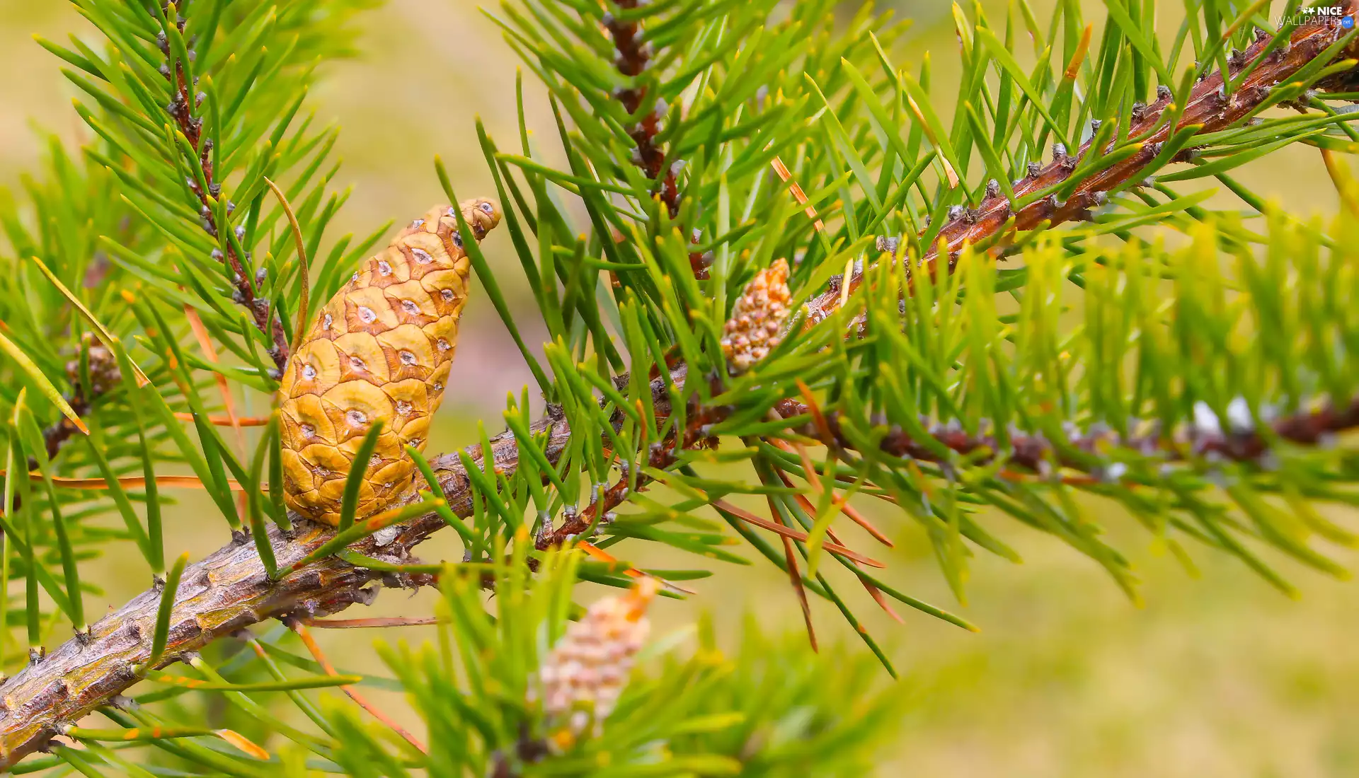 twig, cone, pine
