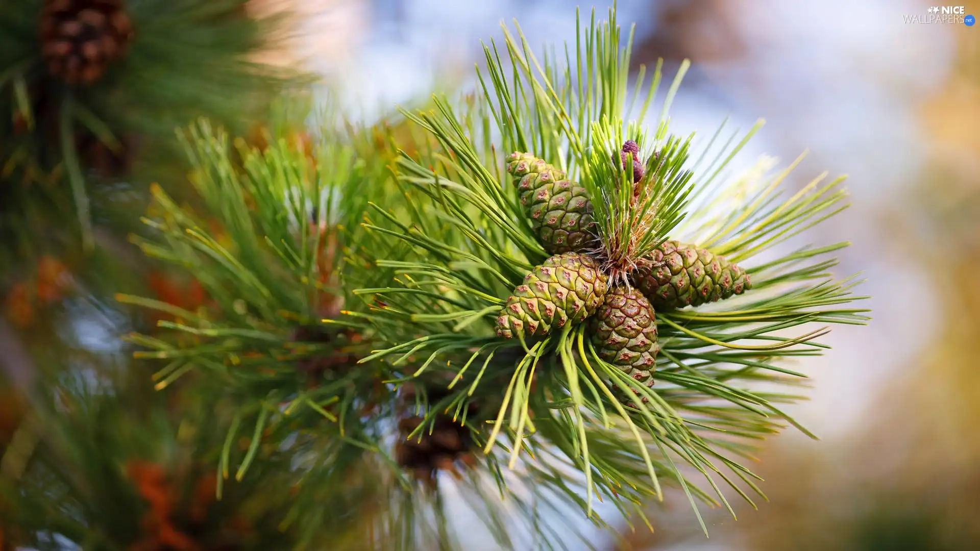 pine, cones, rapprochement, twig