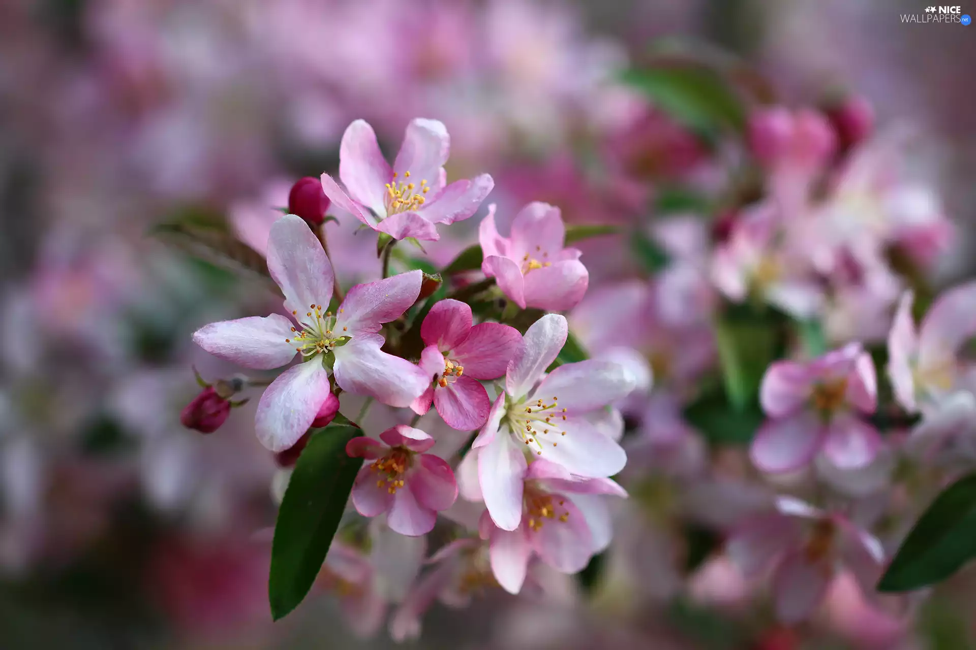 white and pink, twig, Fruit Tree, Flowers