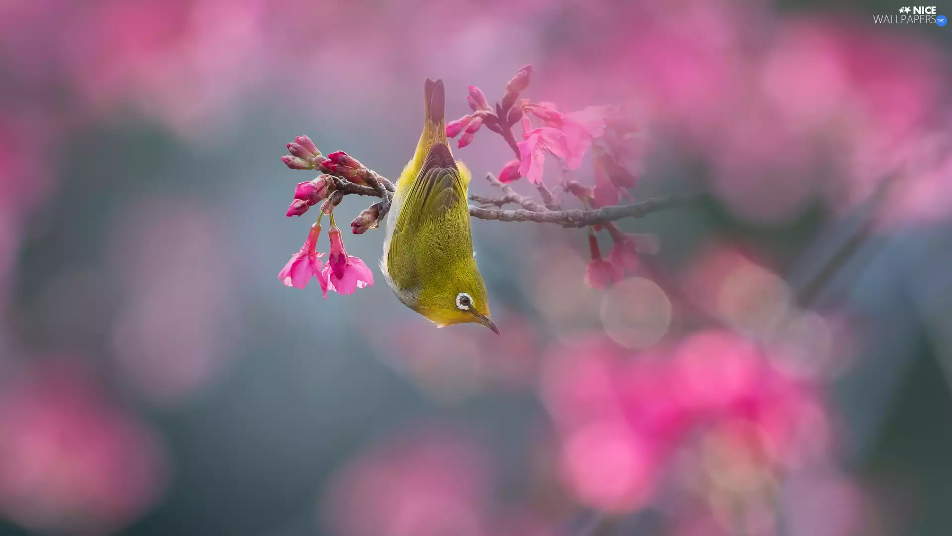 Bird, flowery, Pink, Flowers, Japanese White-eye, twig