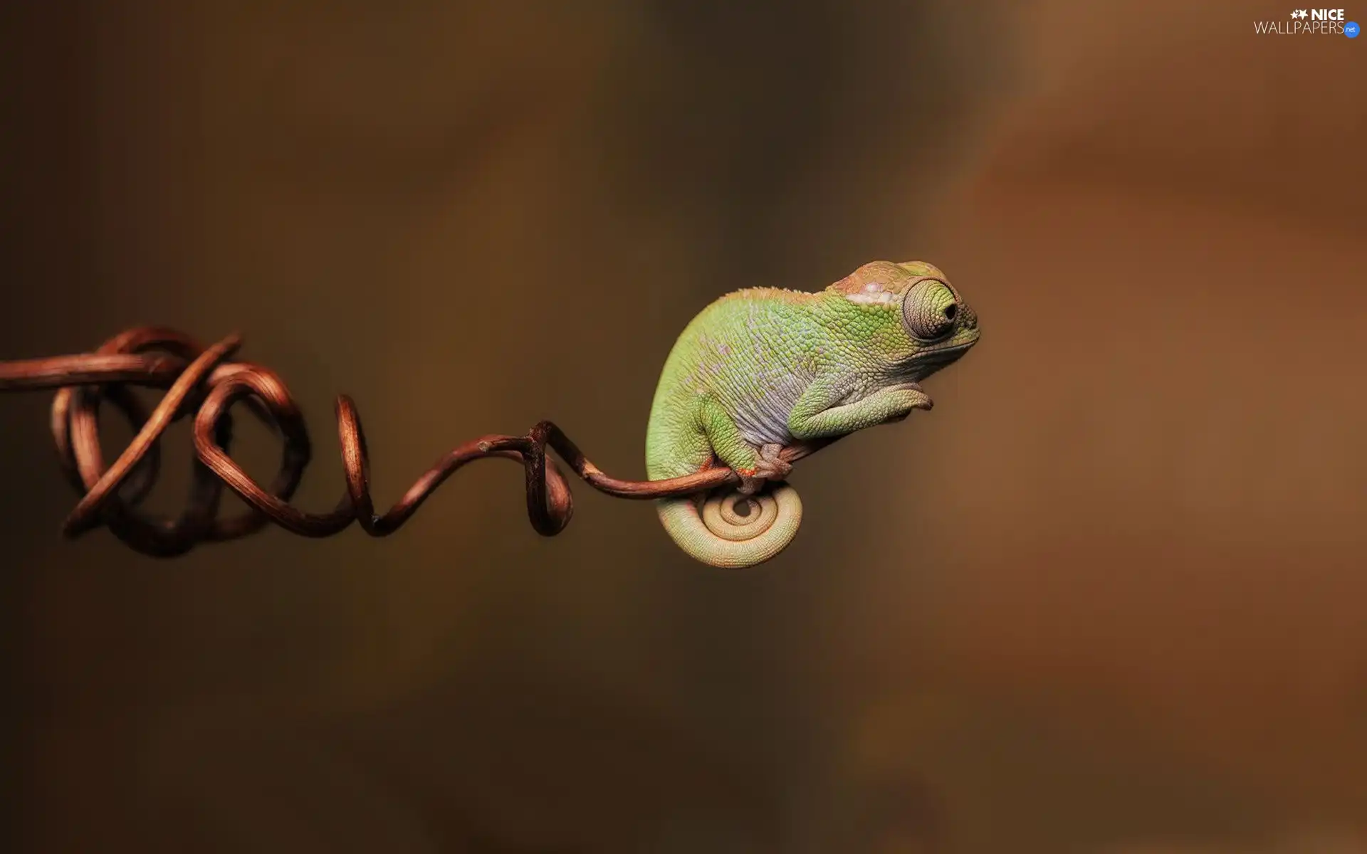 twig, Cameleon, pipsqueak