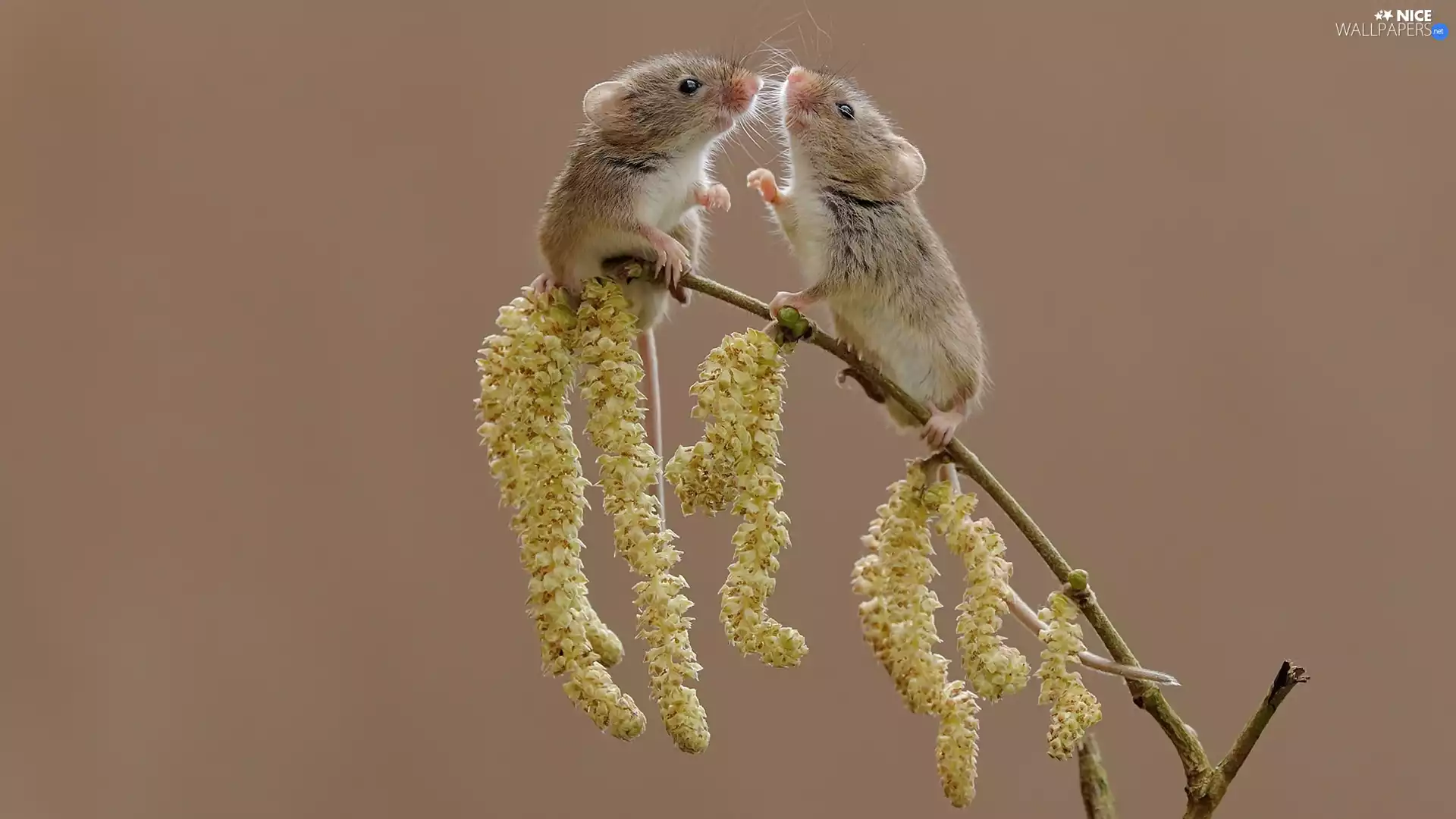 mouse, twig, plant, Harvest Mouses