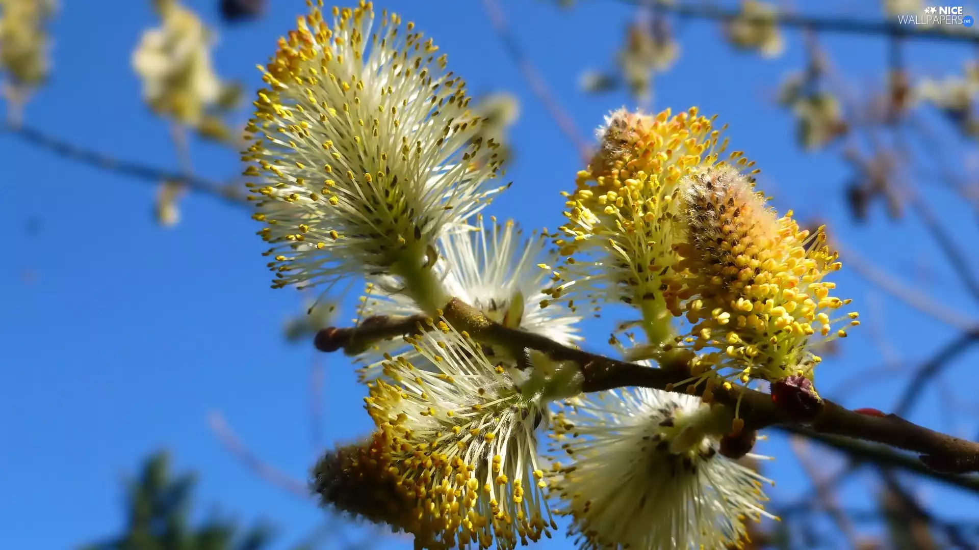 Spring, Blossoming, Willow, twig