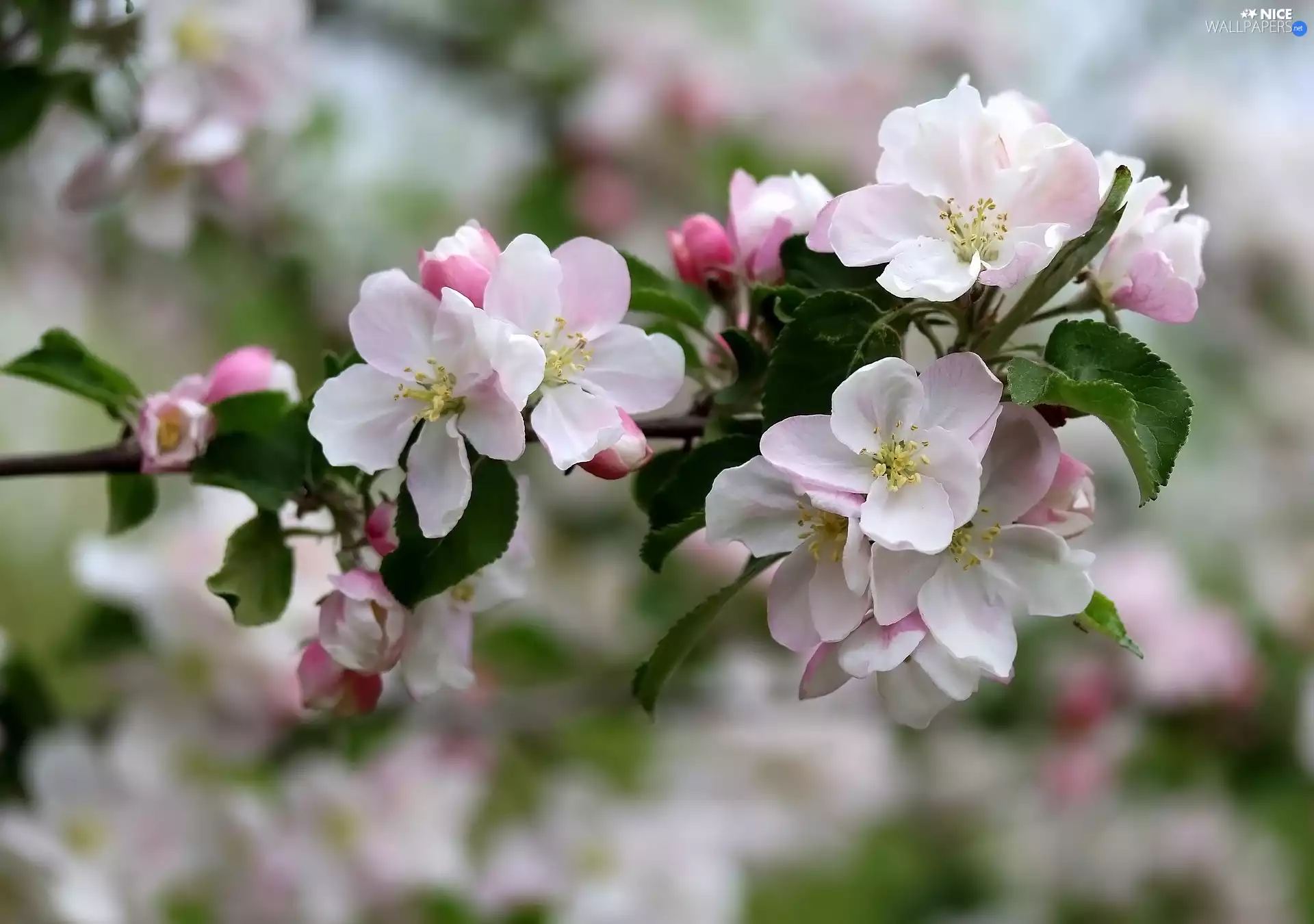 Flowers, Fruit Tree, twig, apple-tree