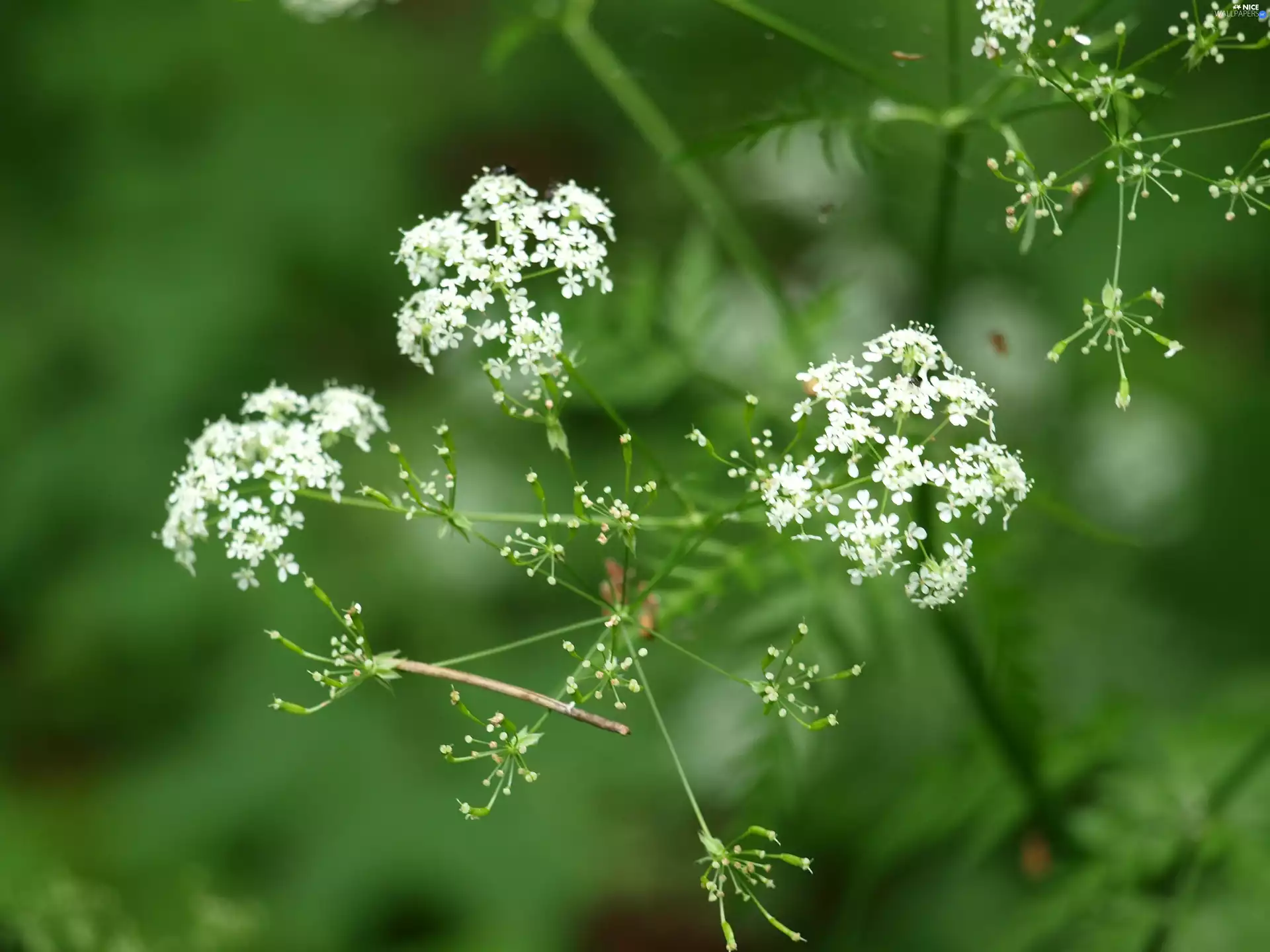 twig, White, Wildflowers