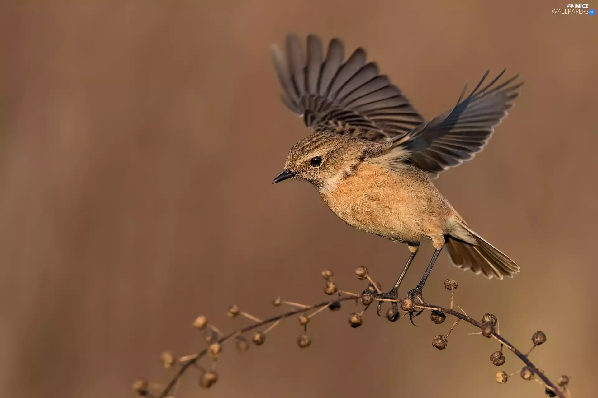 female, Bird, wings, twig, spread, European Stonechat