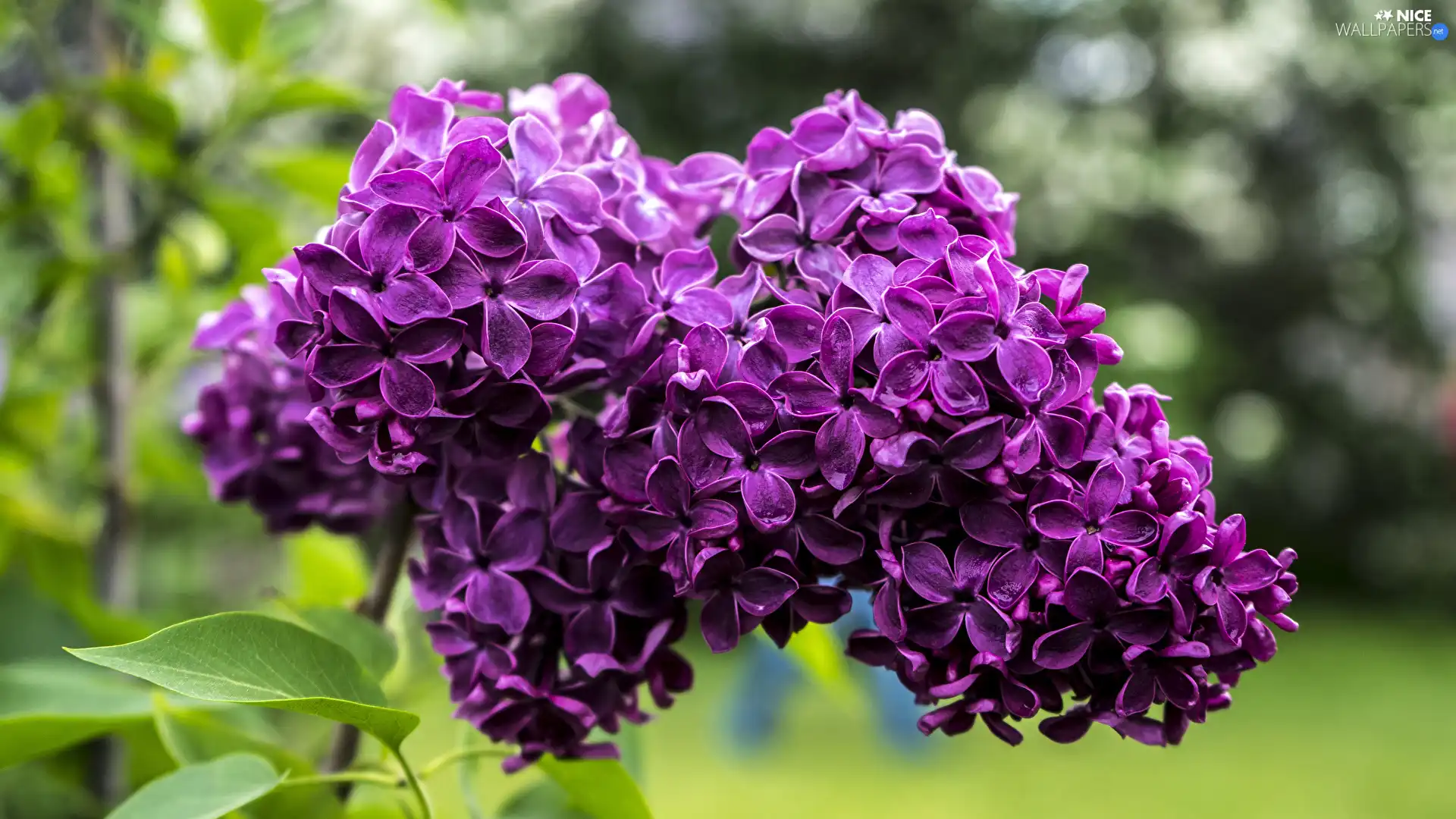 twig, Violet, without