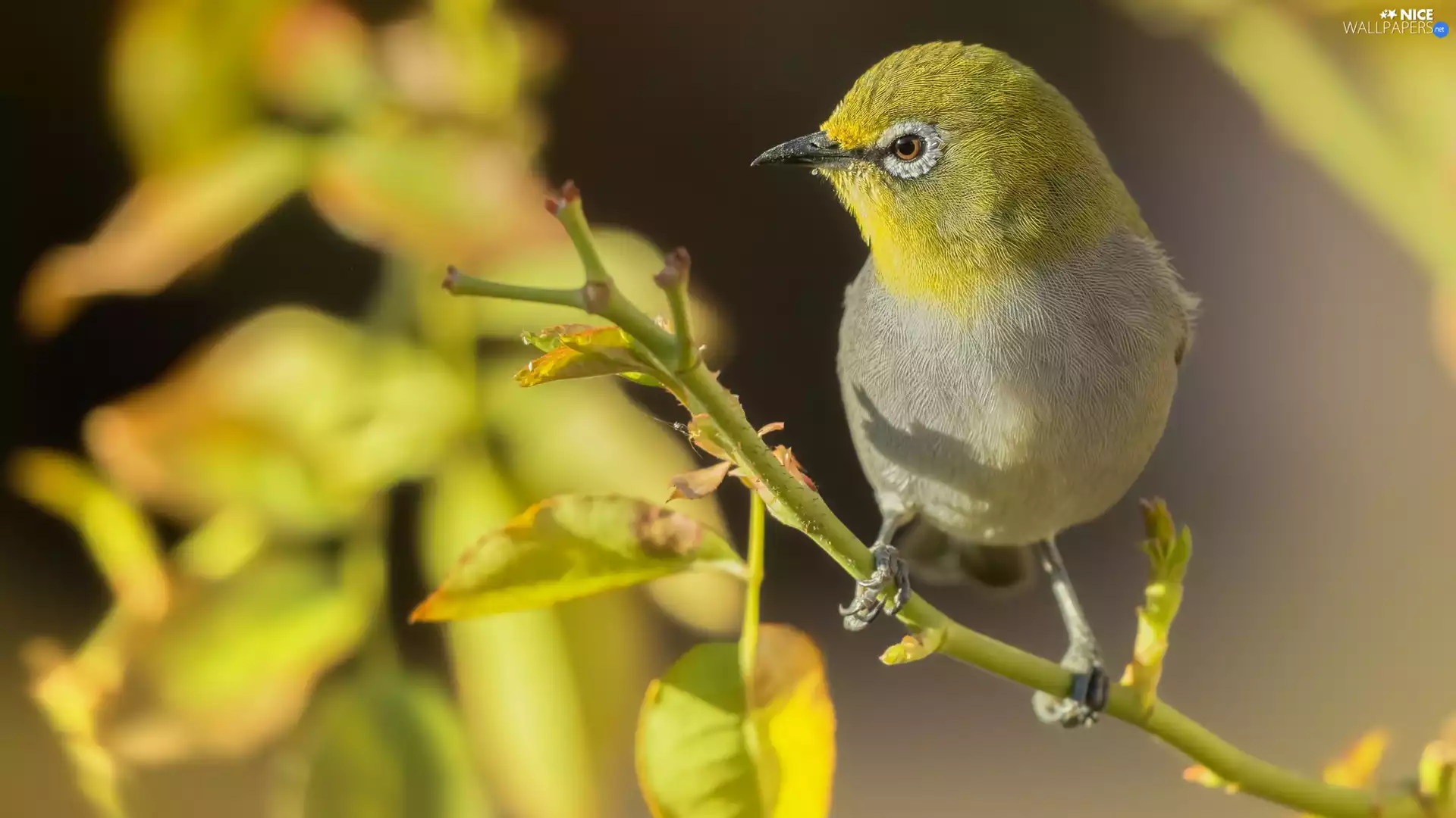 twig, Bird, Zosterops