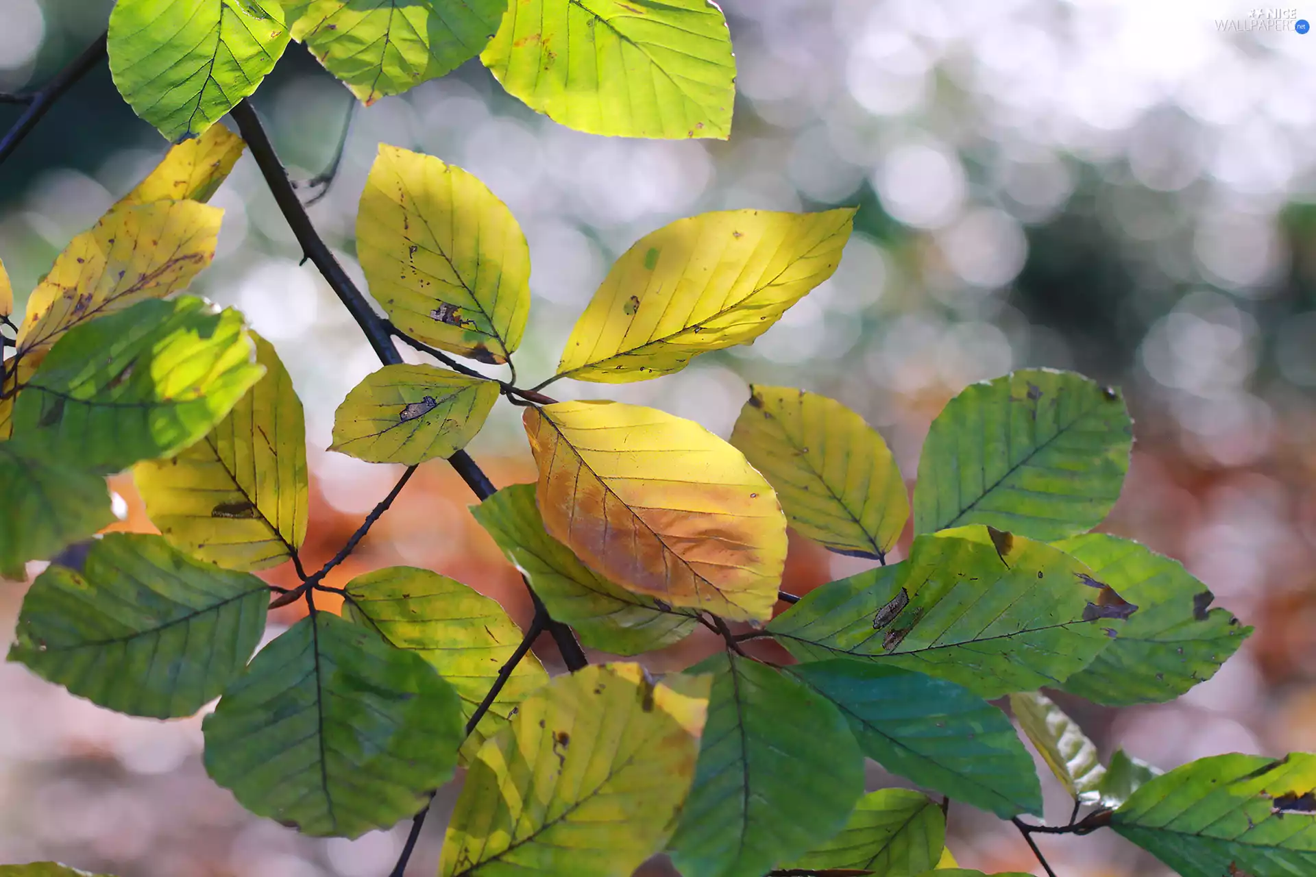 Twigs, Leaf, beech
