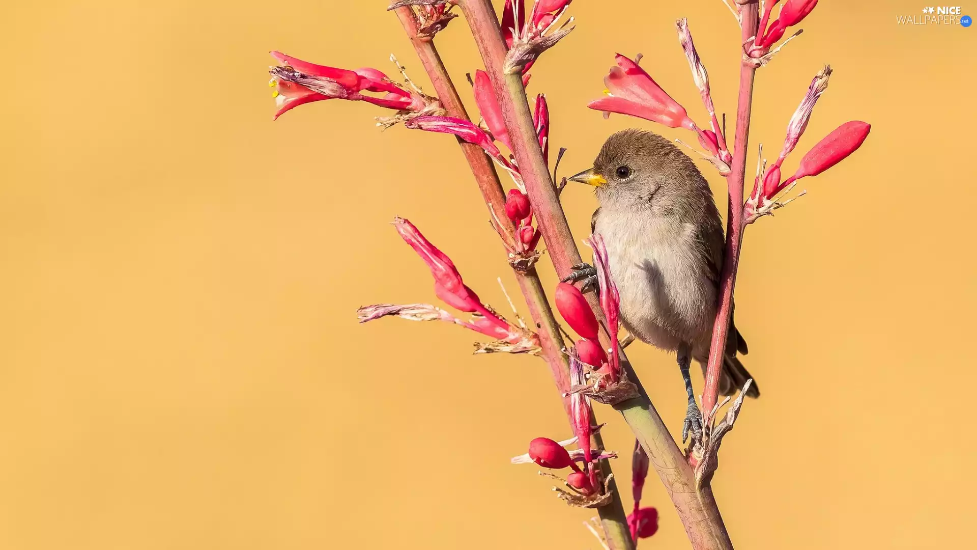 Bird, Red, Flowers, Twigs