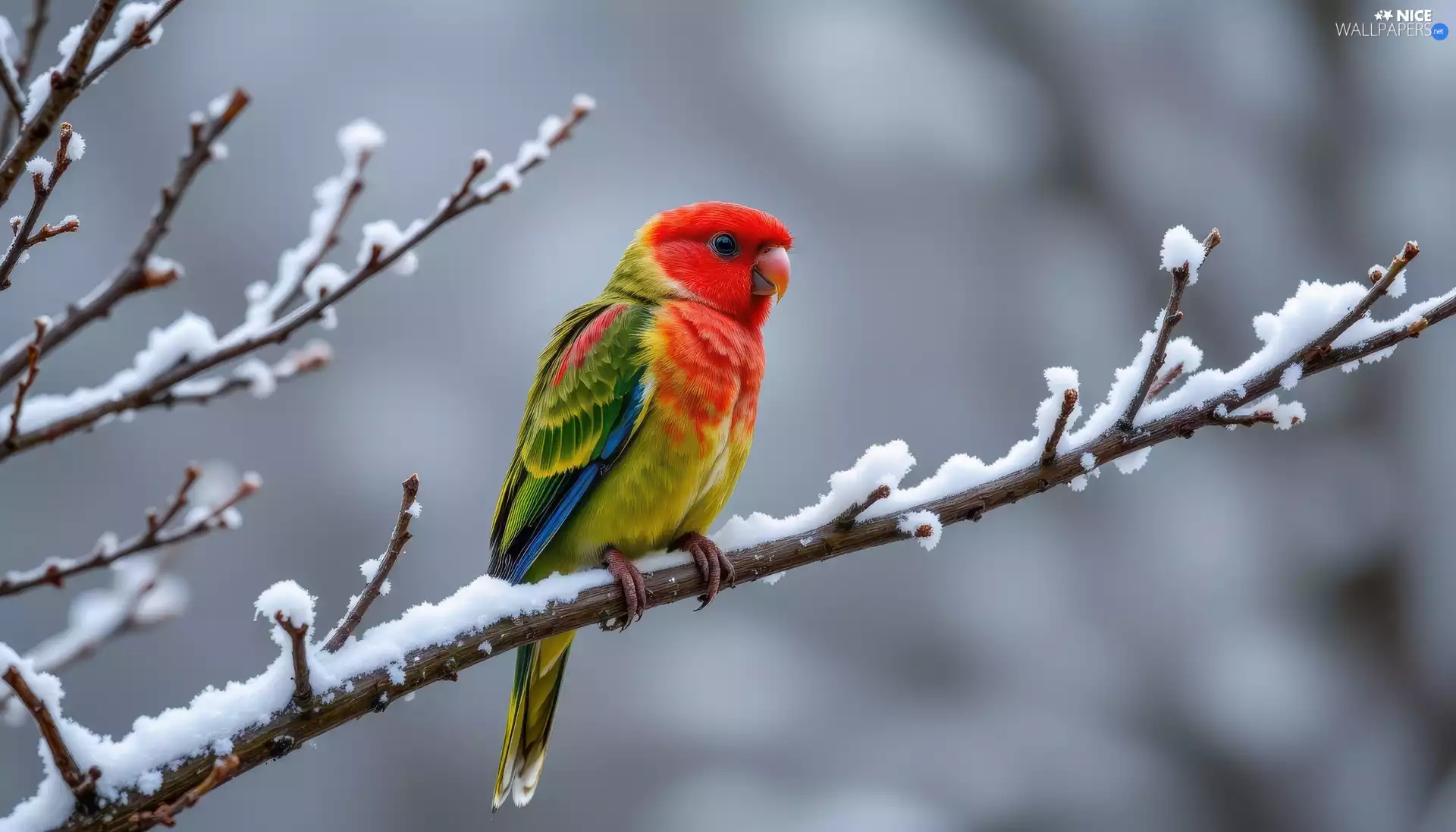 Coloured, winter, Snowy, Twigs, parrot, Bird