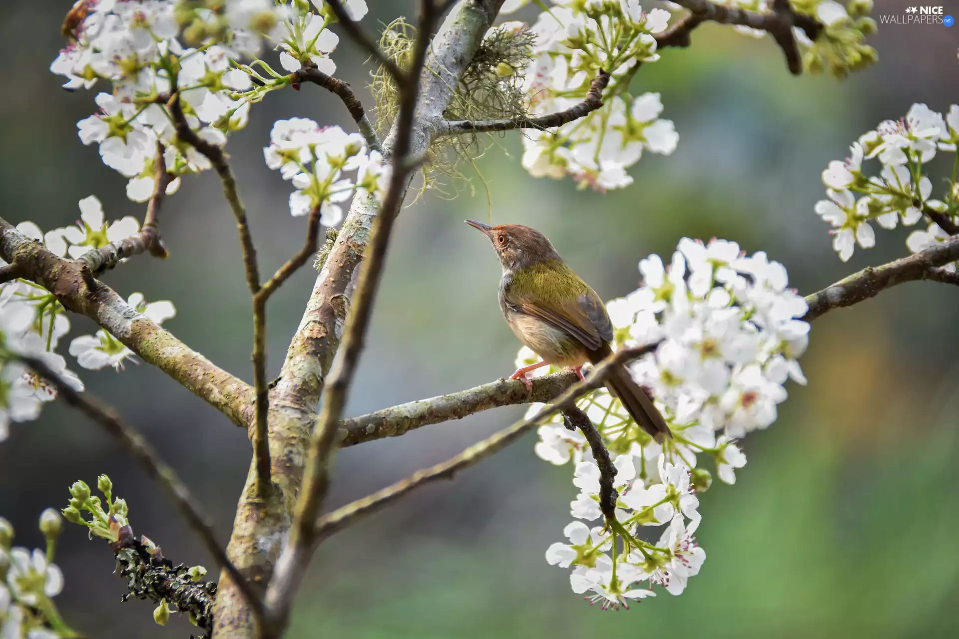 Bird, Fruit Tree, Twigs
