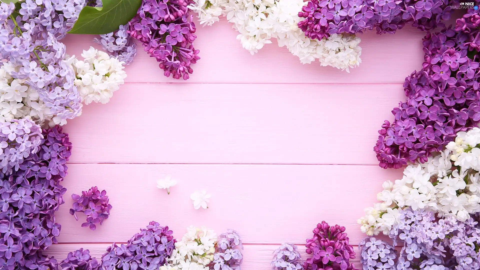 White, without, boarding, Syringa, Pink, lilac, Violet, Twigs
