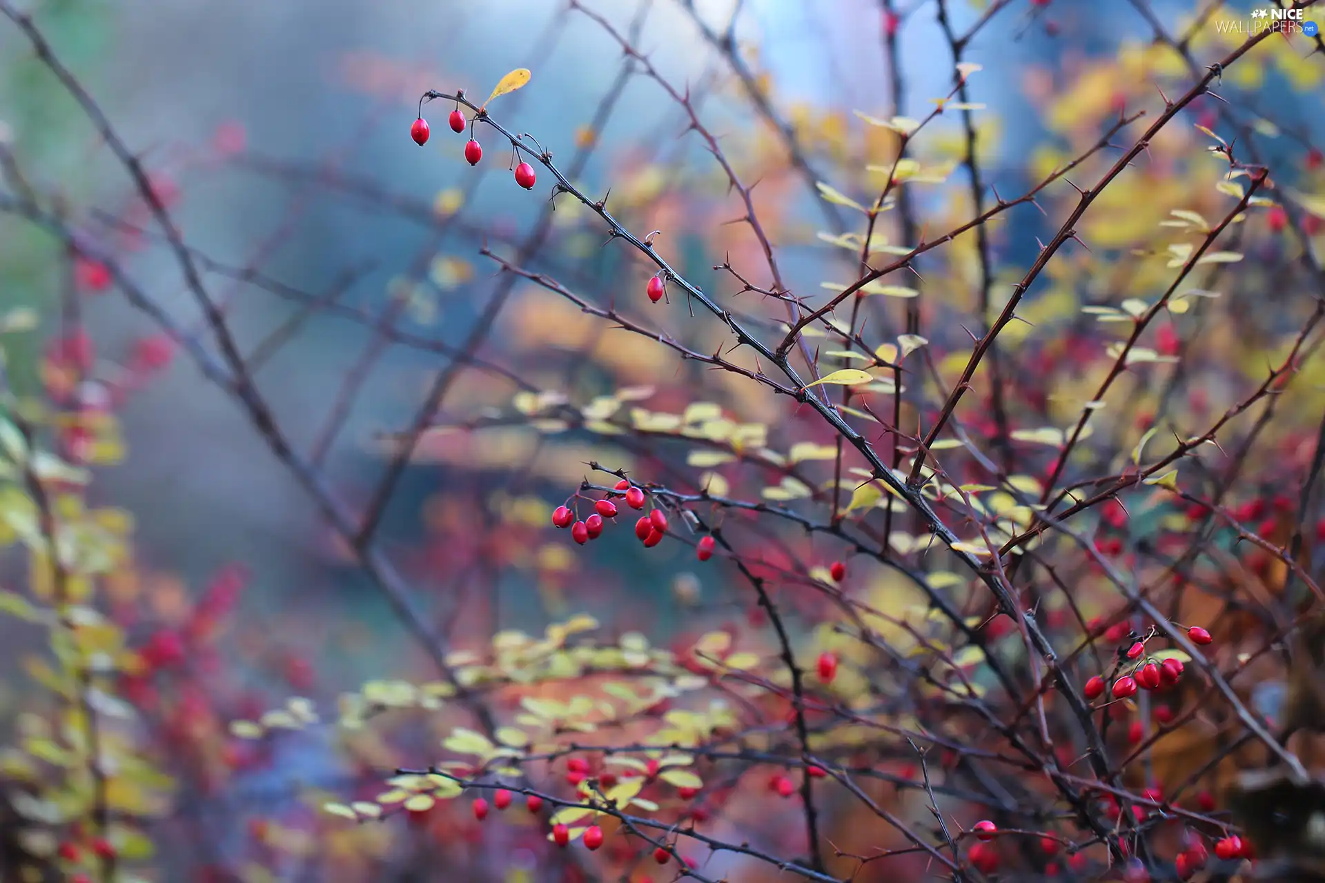 Twigs, Bush, Fruits, barberry, Red