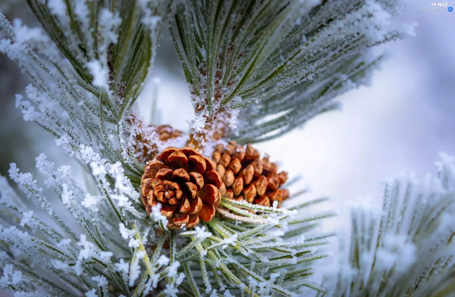 White frost, winter, Twigs, pine, cones