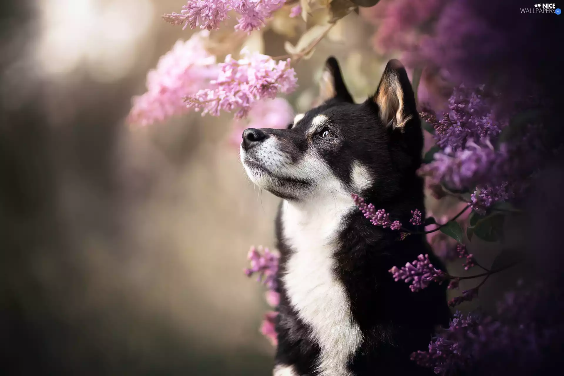 black and white, Twigs, without, dog