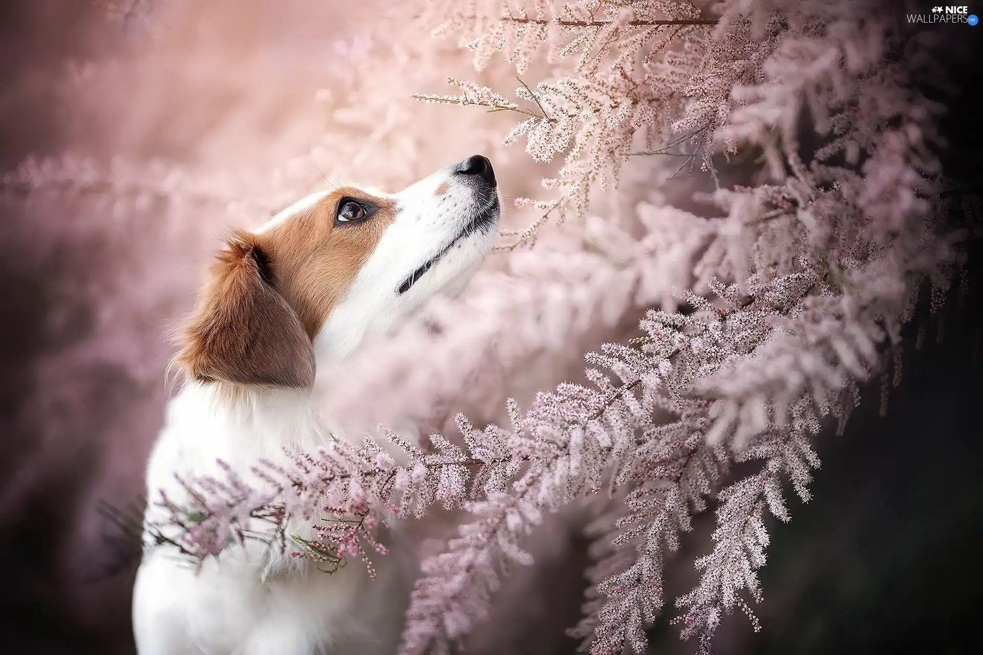 dog, Light pink, Twigs, Alpine Dutch
