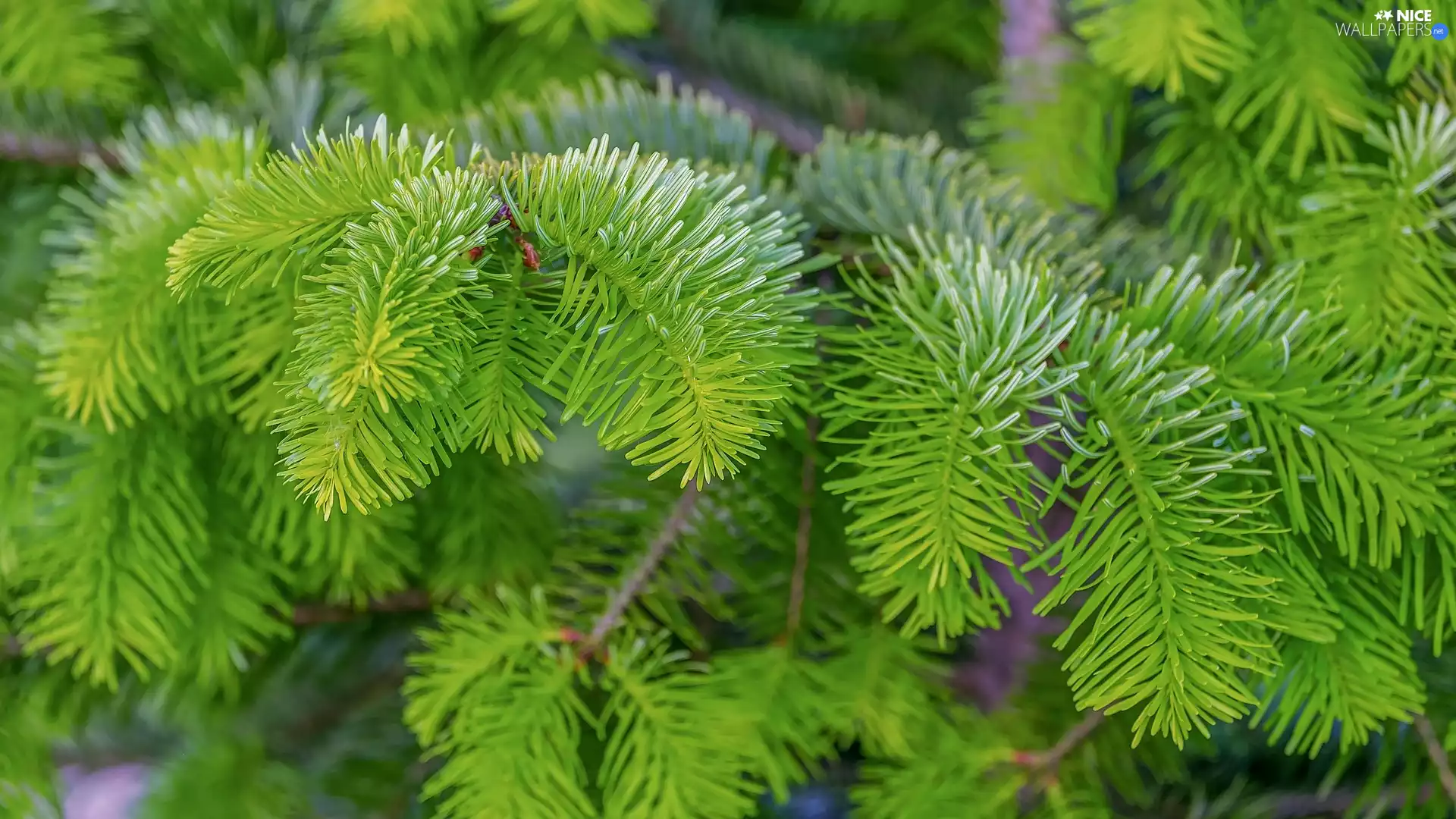 fir, green ones, Twigs