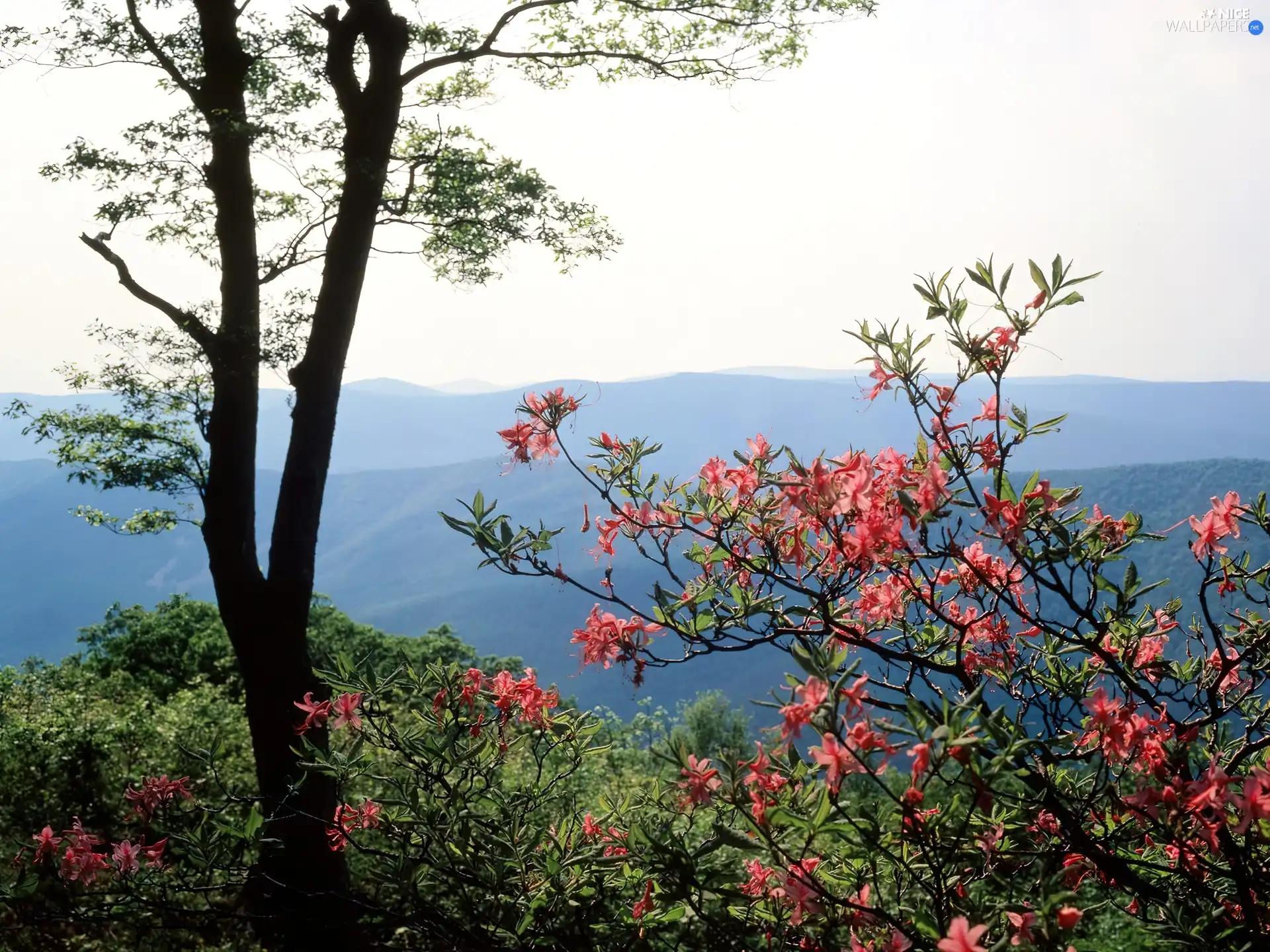 Twigs, Spring, flourishing