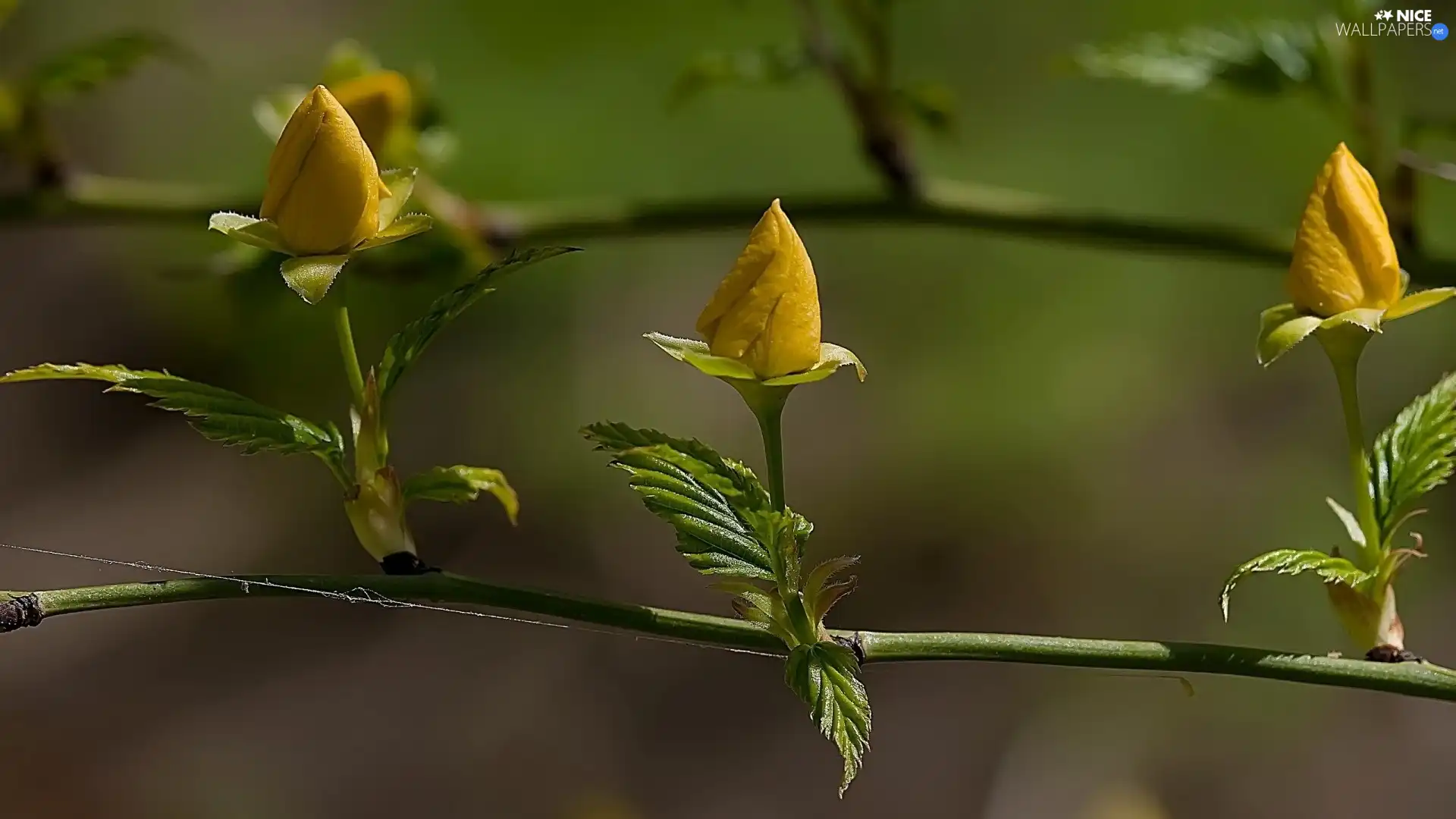 flourishing, Twigs