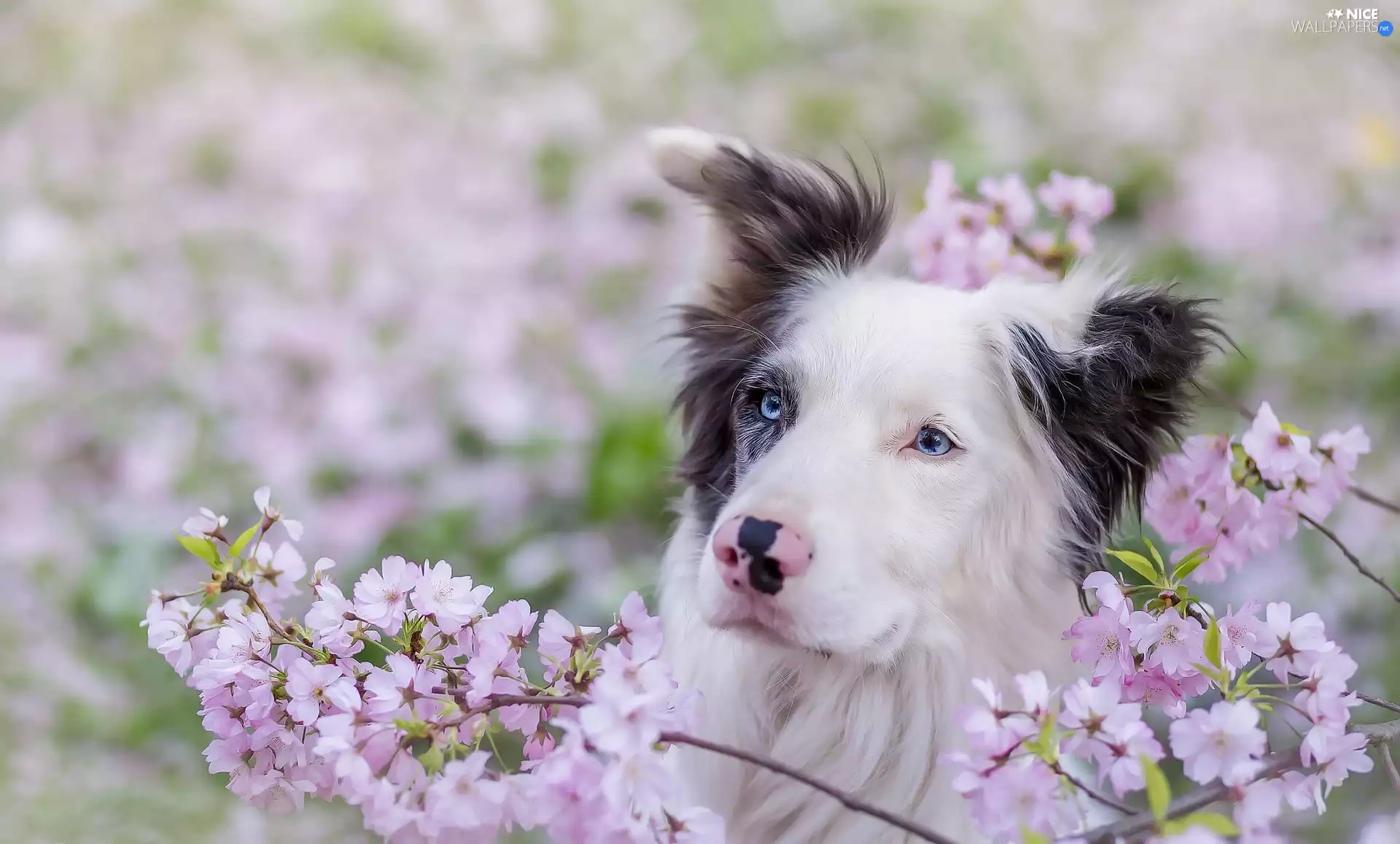 Flowers, Border Collie, Twigs